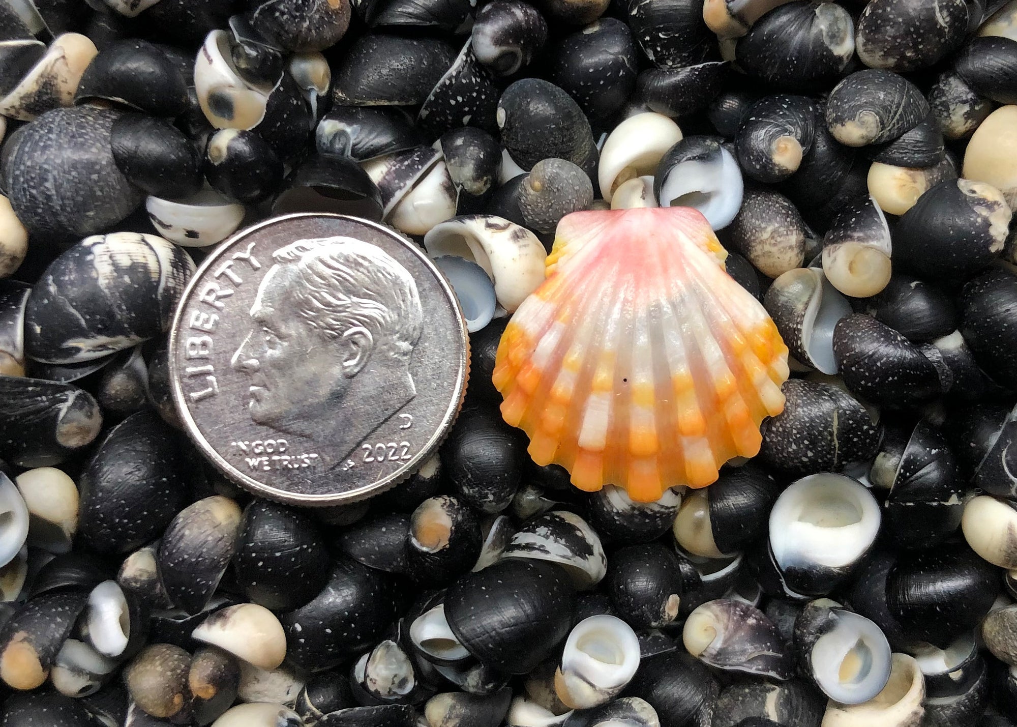 0434 single sunrise shell