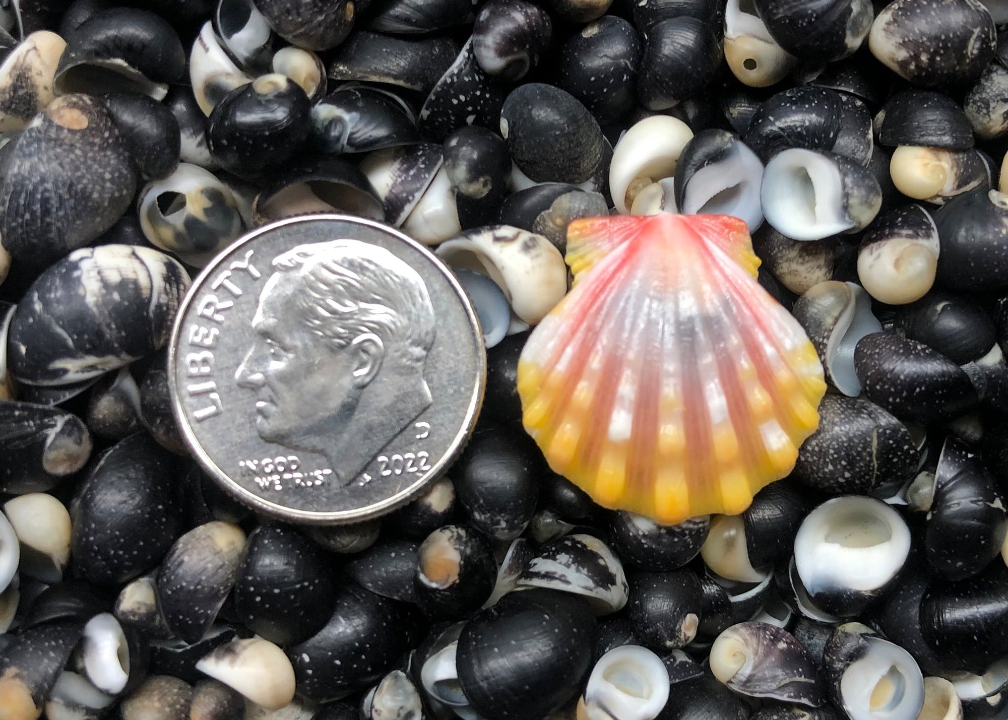 0436 single sunrise shell