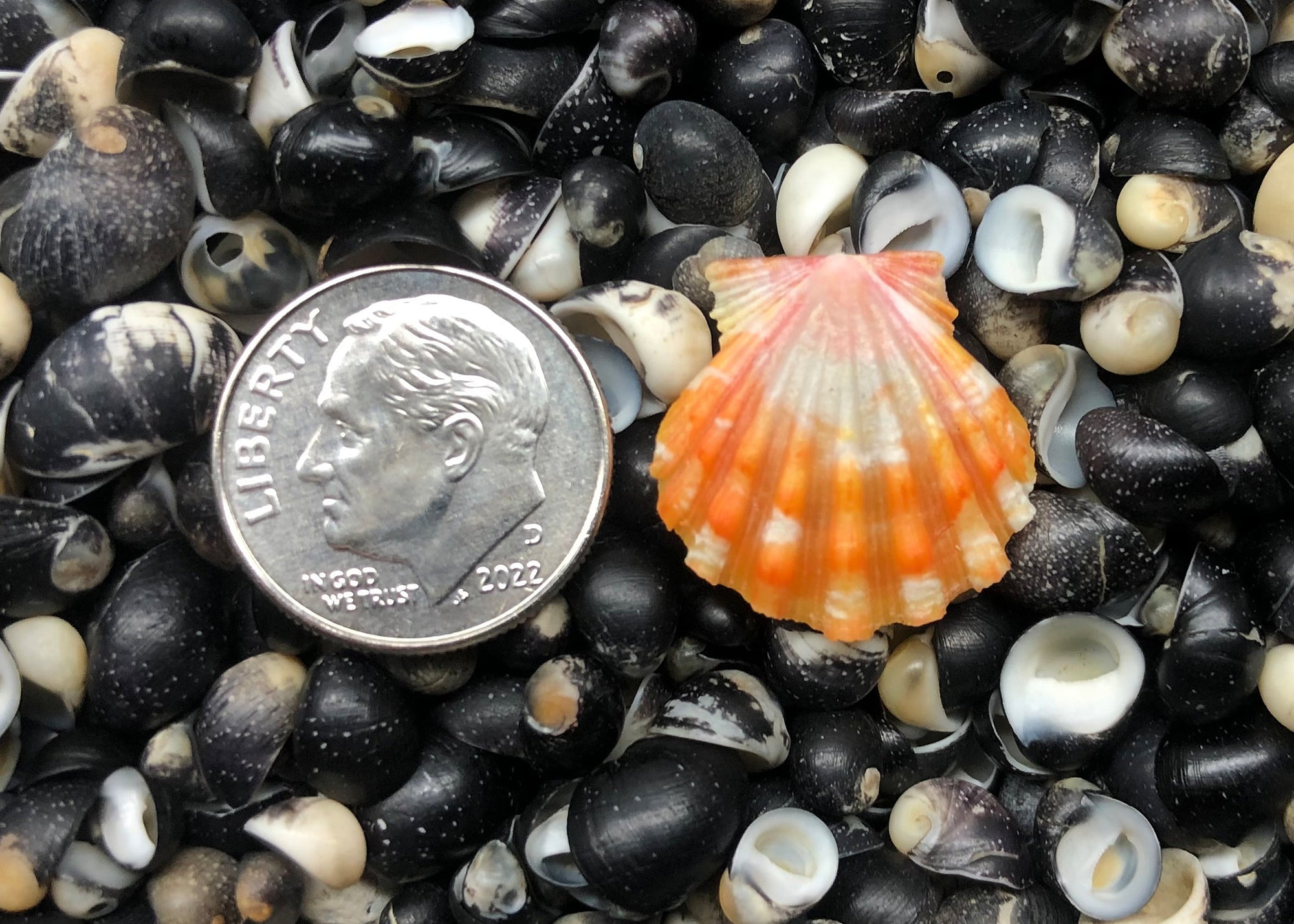 0439 single sunrise shell