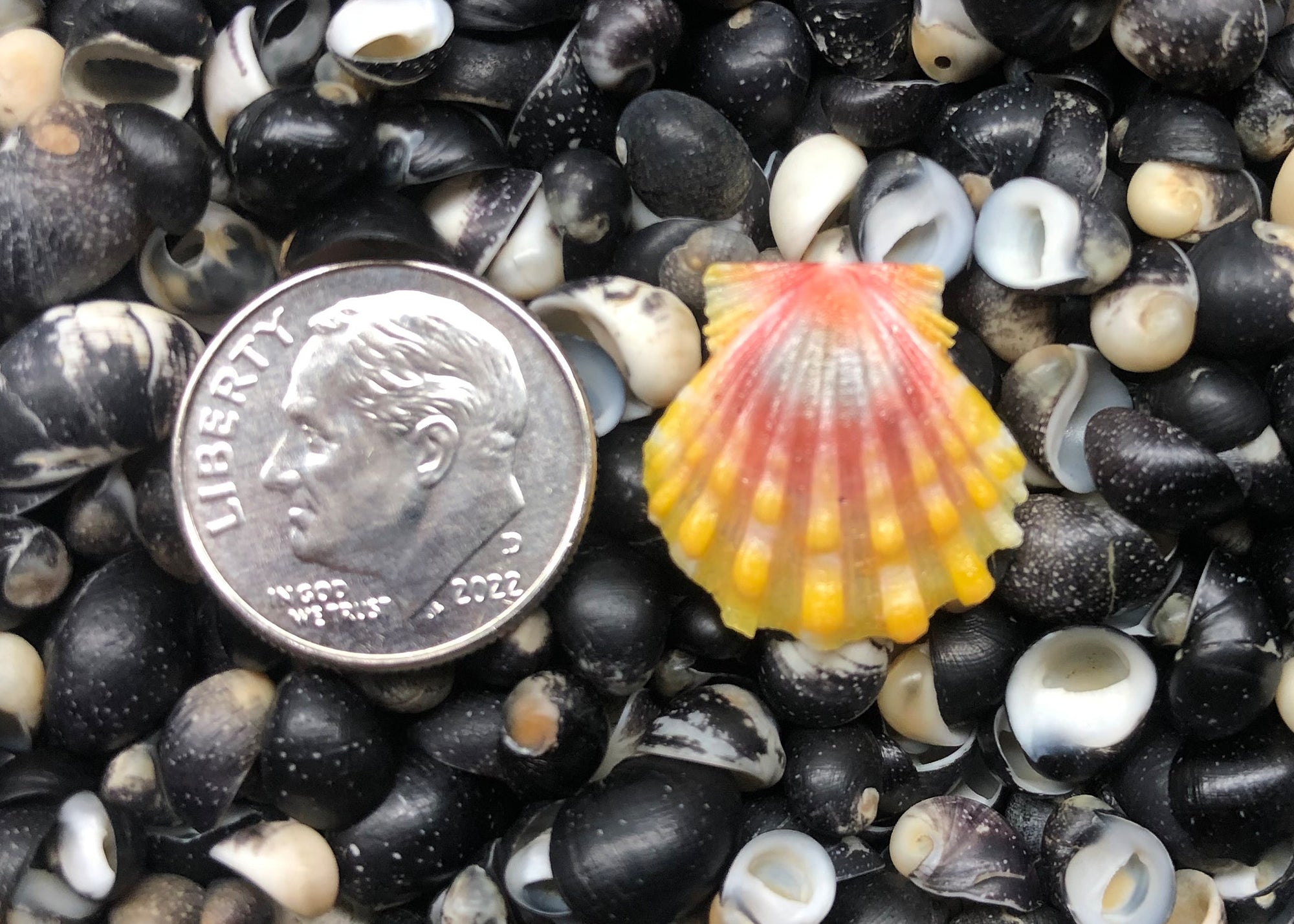 0440 single sunrise shell