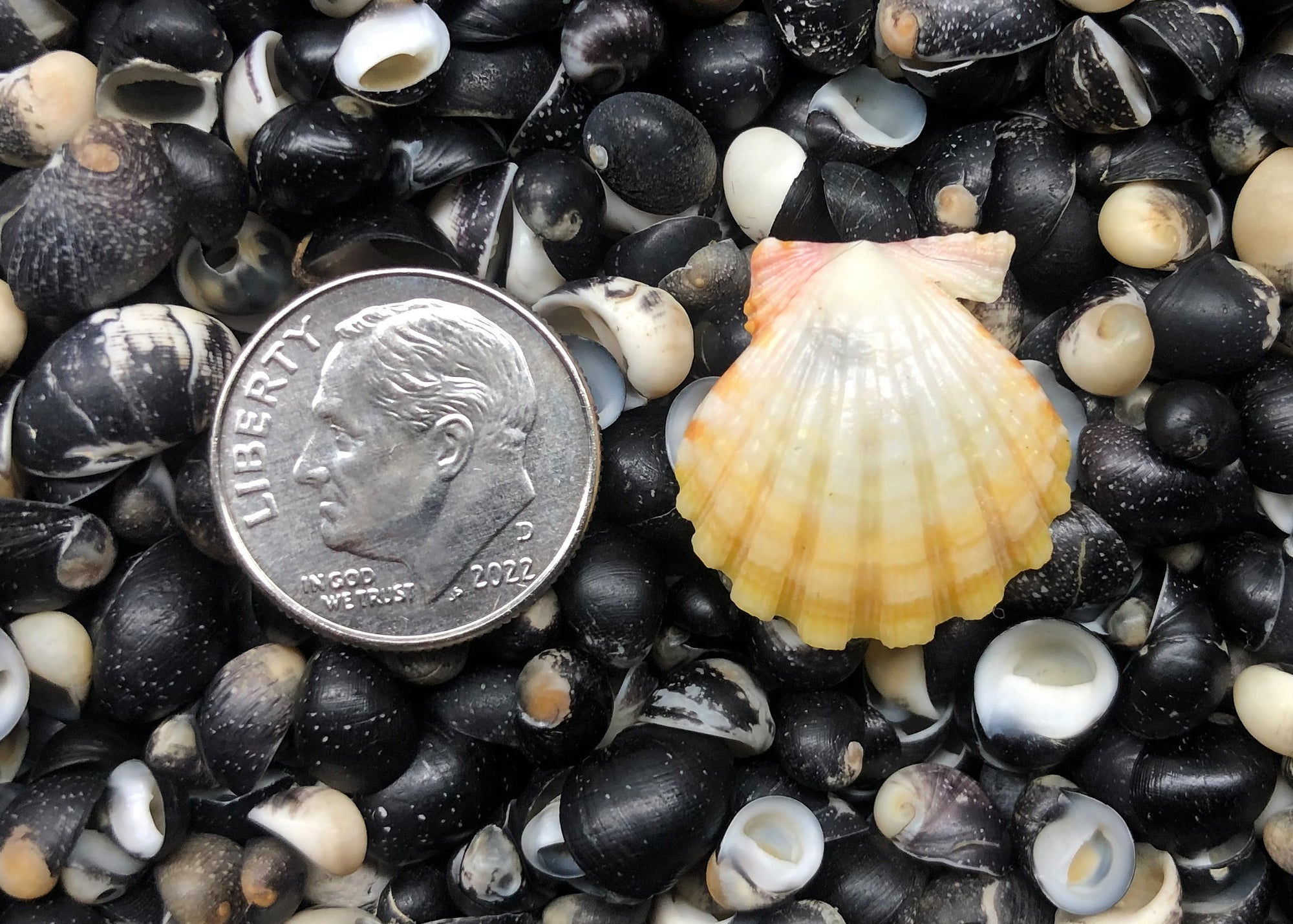 0441 single sunrise shell