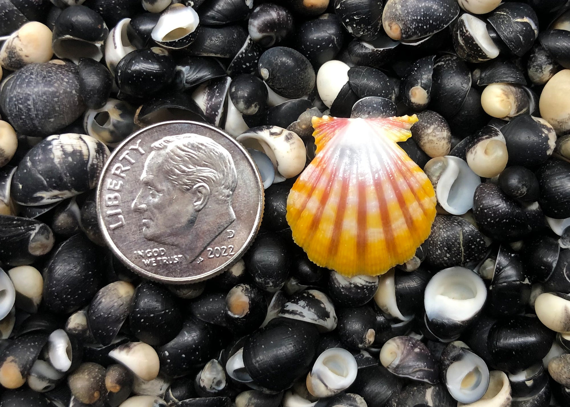 0443 single sunrise shell