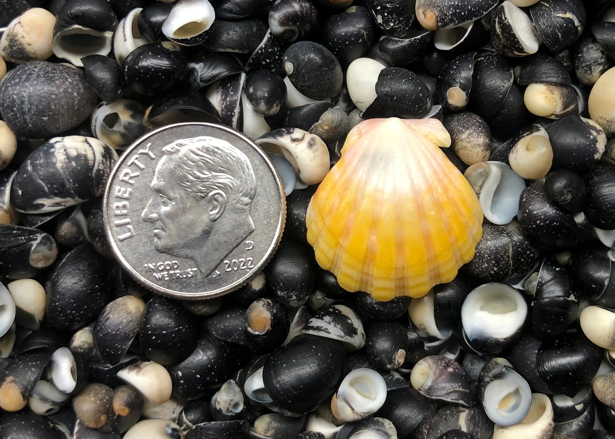 0445 single sunrise shell