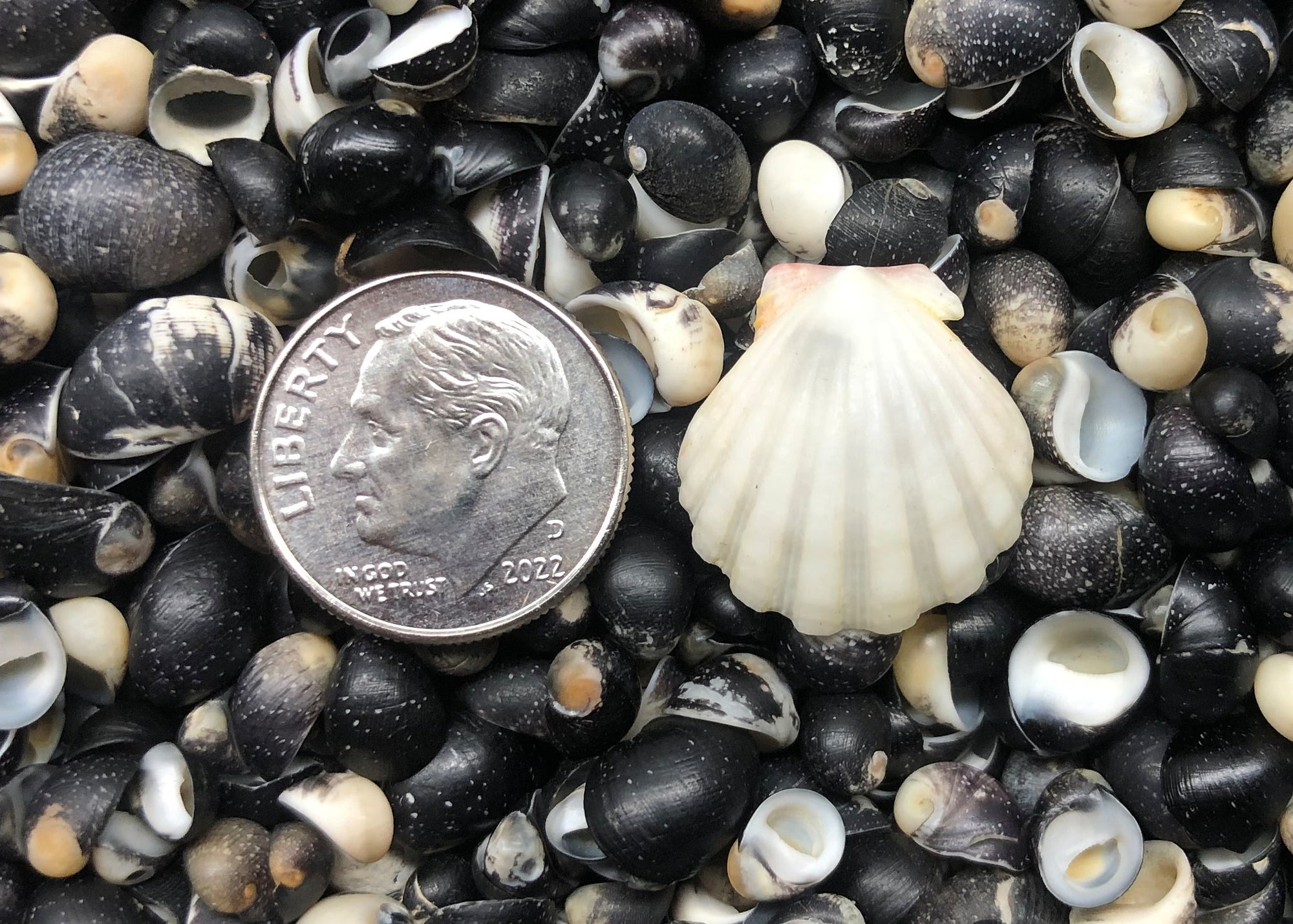 0447 single sunrise shell