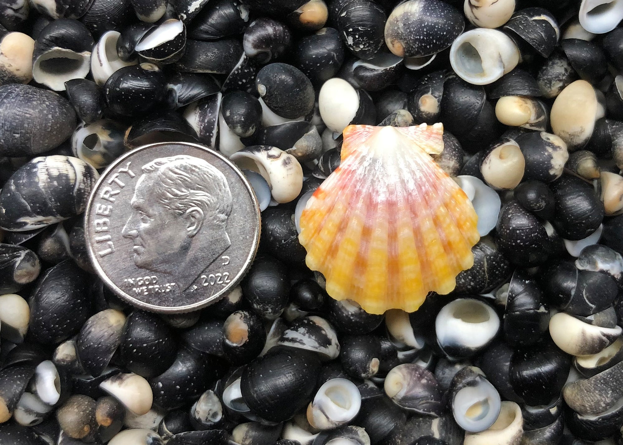 0448 single sunrise shell