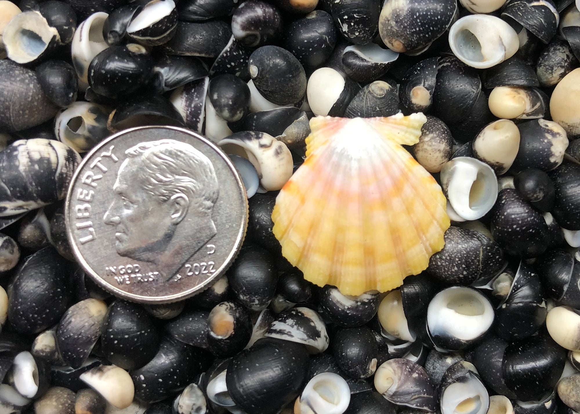 0450 single sunrise shell