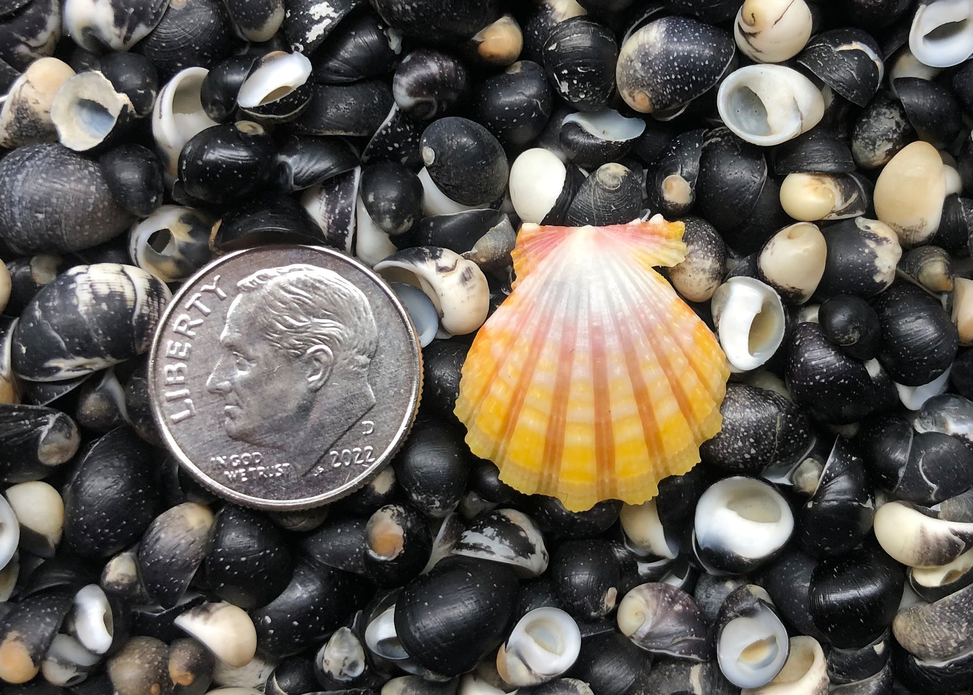 0451 single sunrise shell