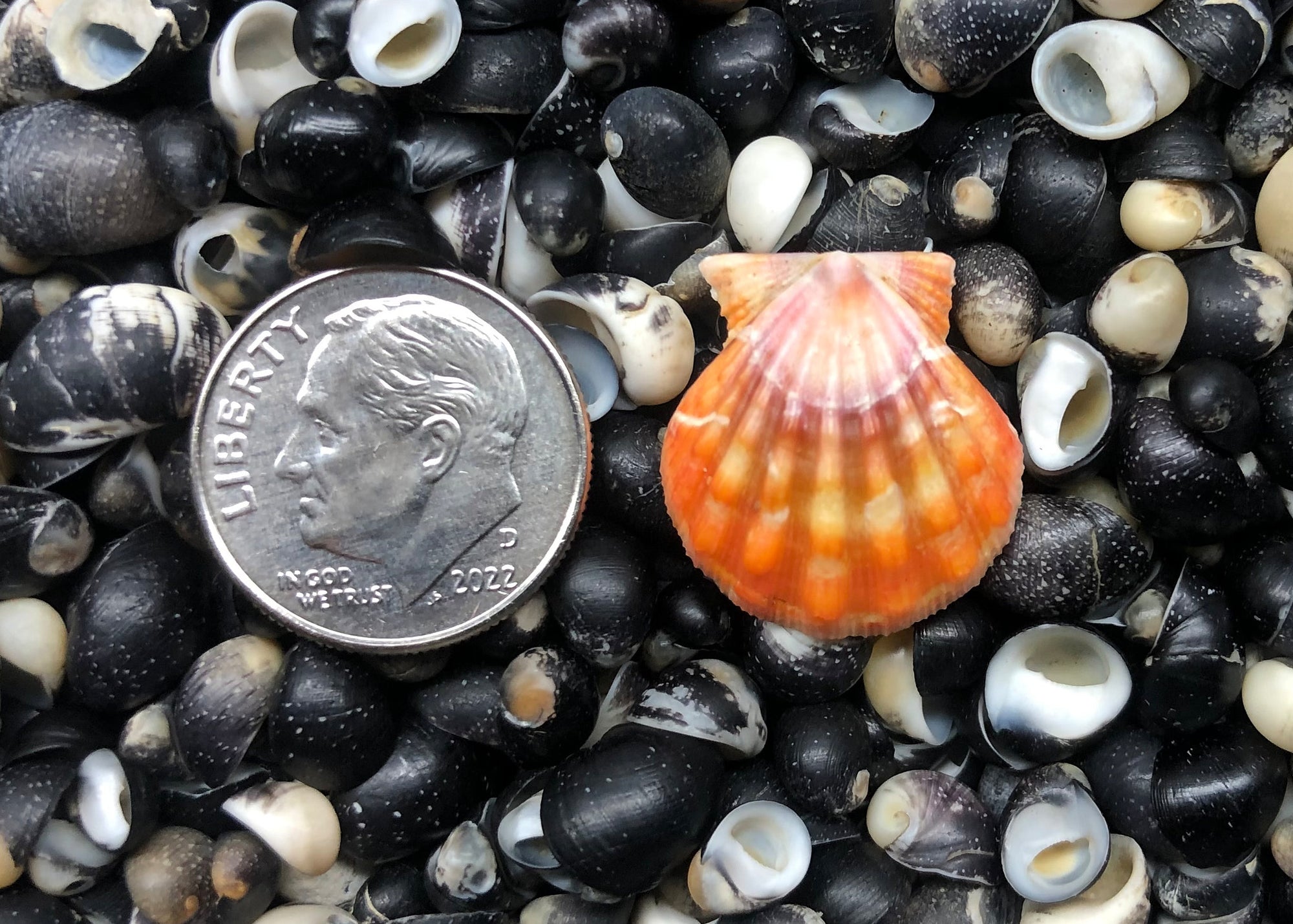 0452 single sunrise shell