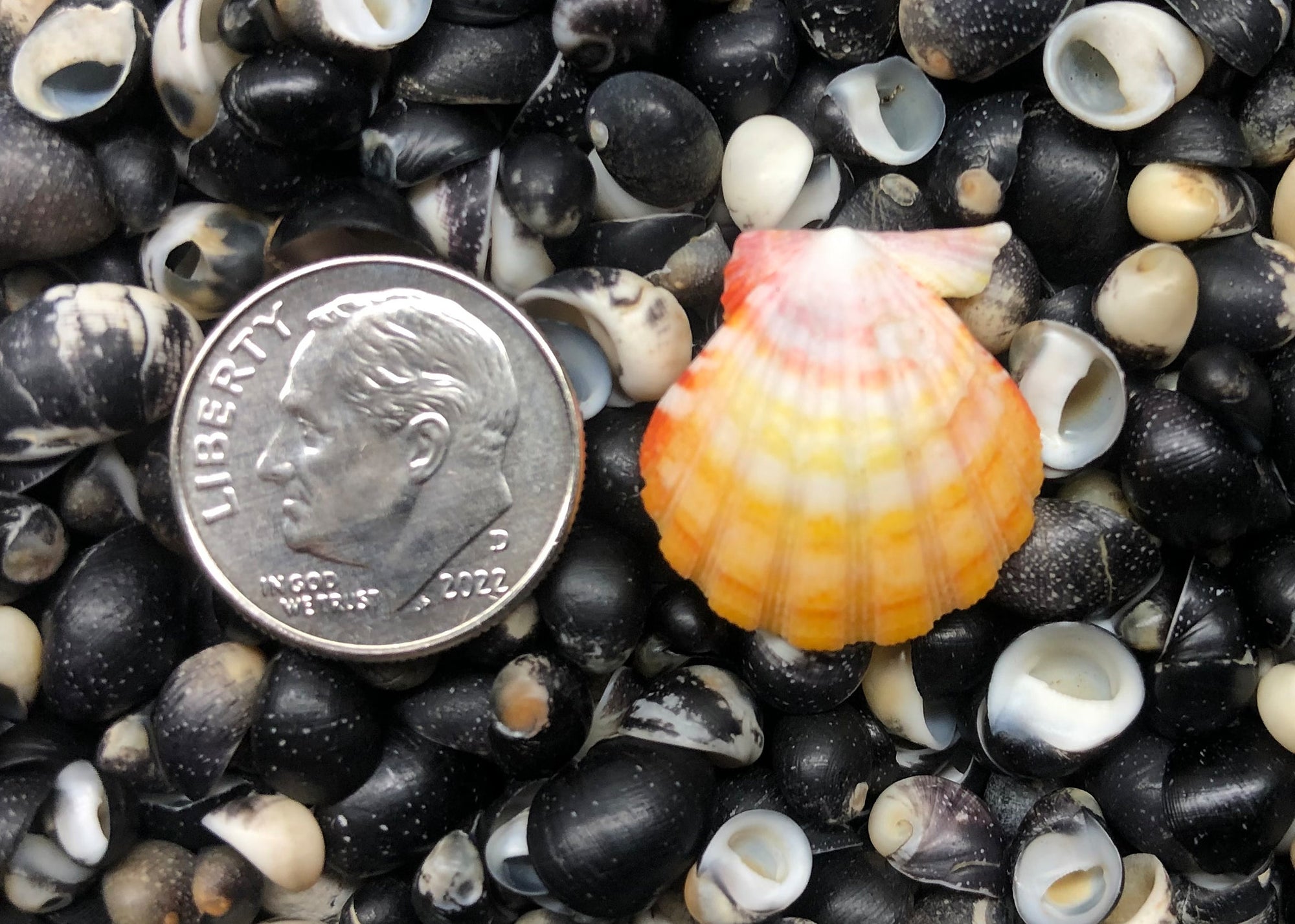 0454 single sunrise shell