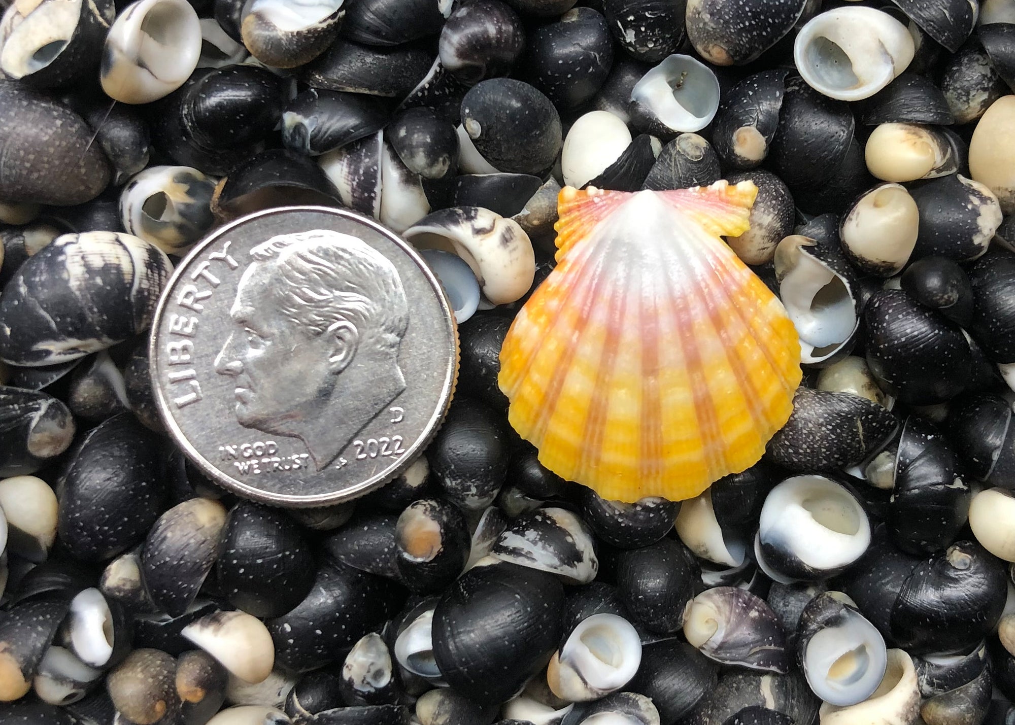 0457 single sunrise shell