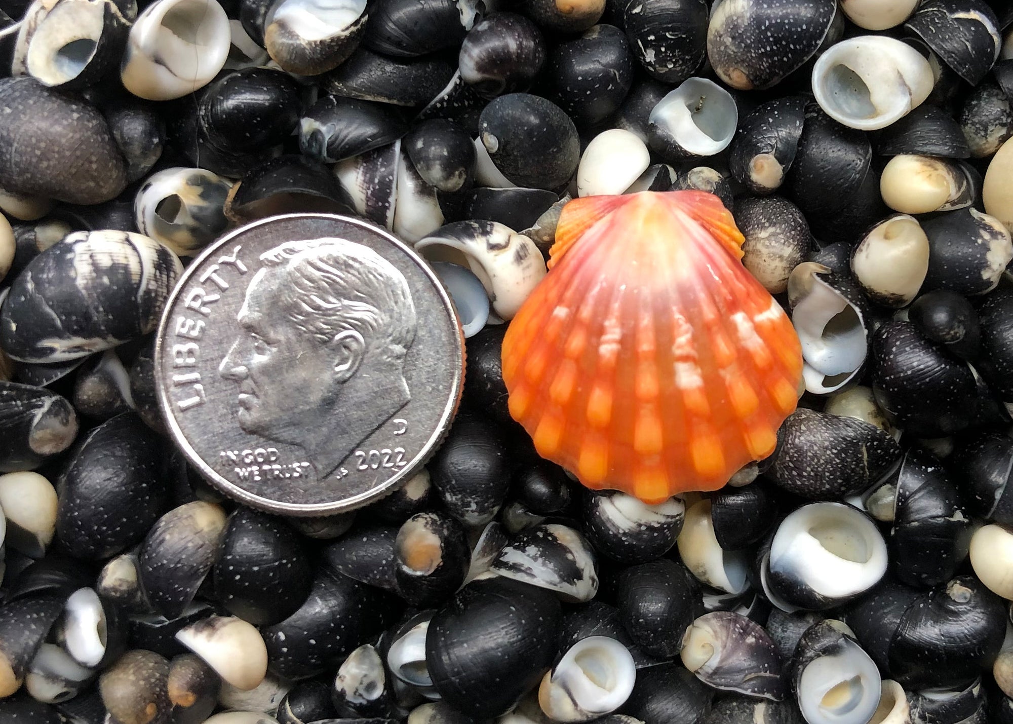 0458 single sunrise shell