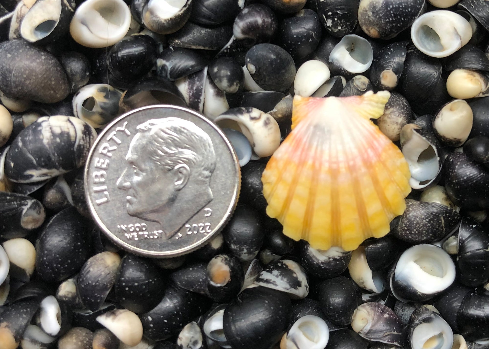 0459 single sunrise shell