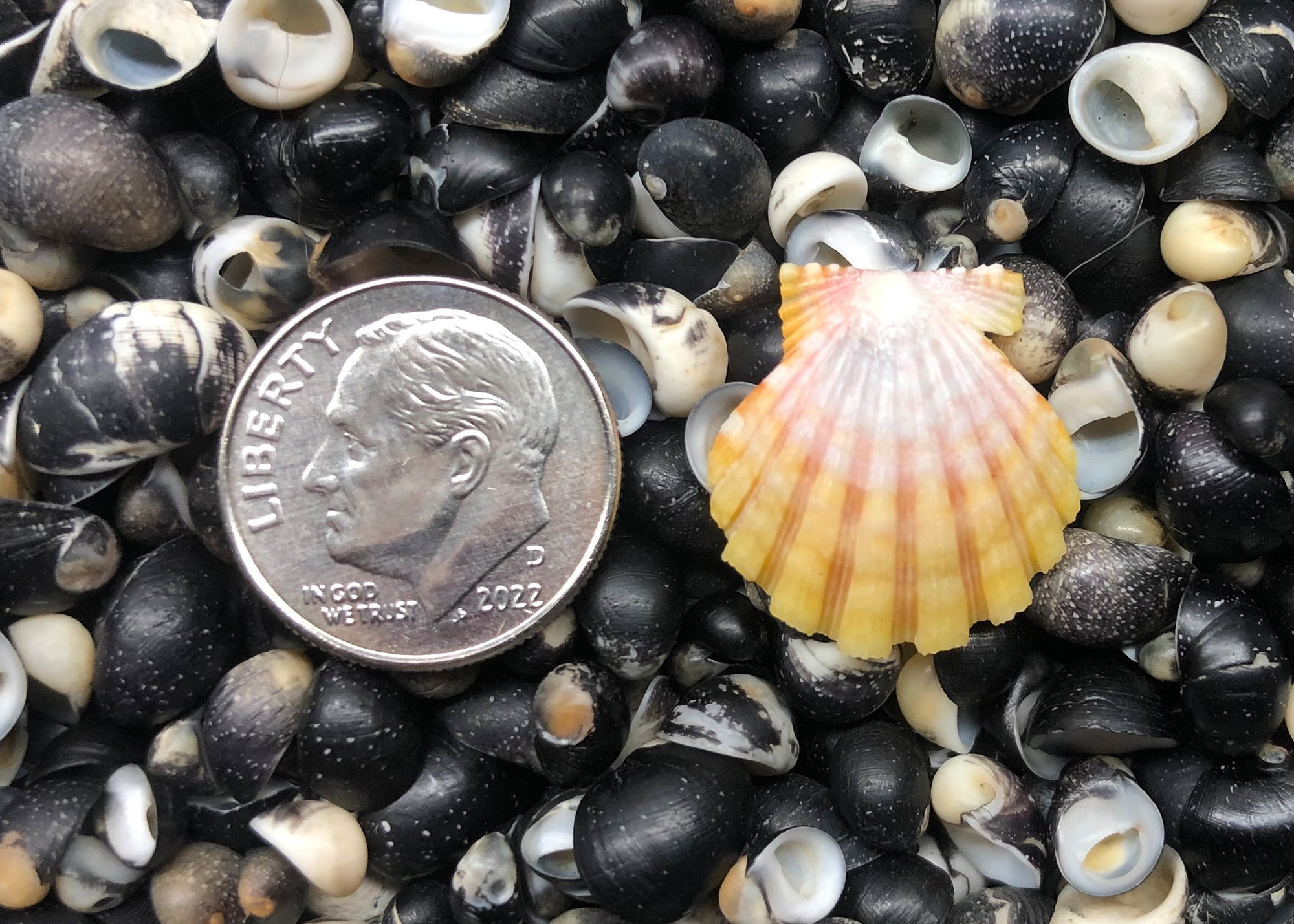 0461 single sunrise shell