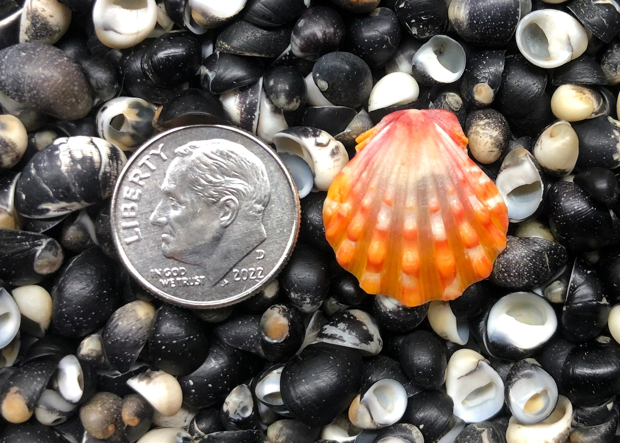 0464 single sunrise shell