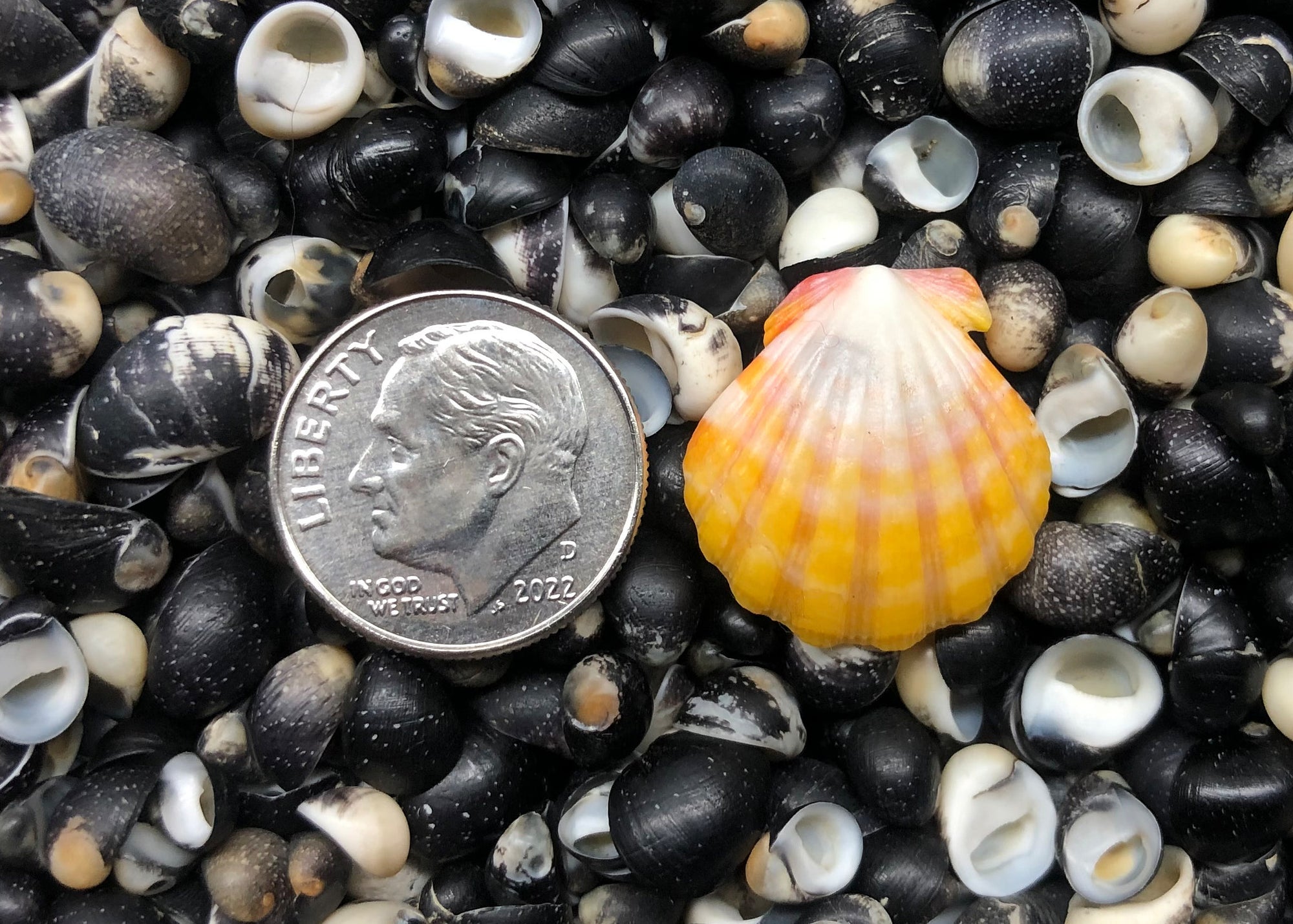 0465 single sunrise shell