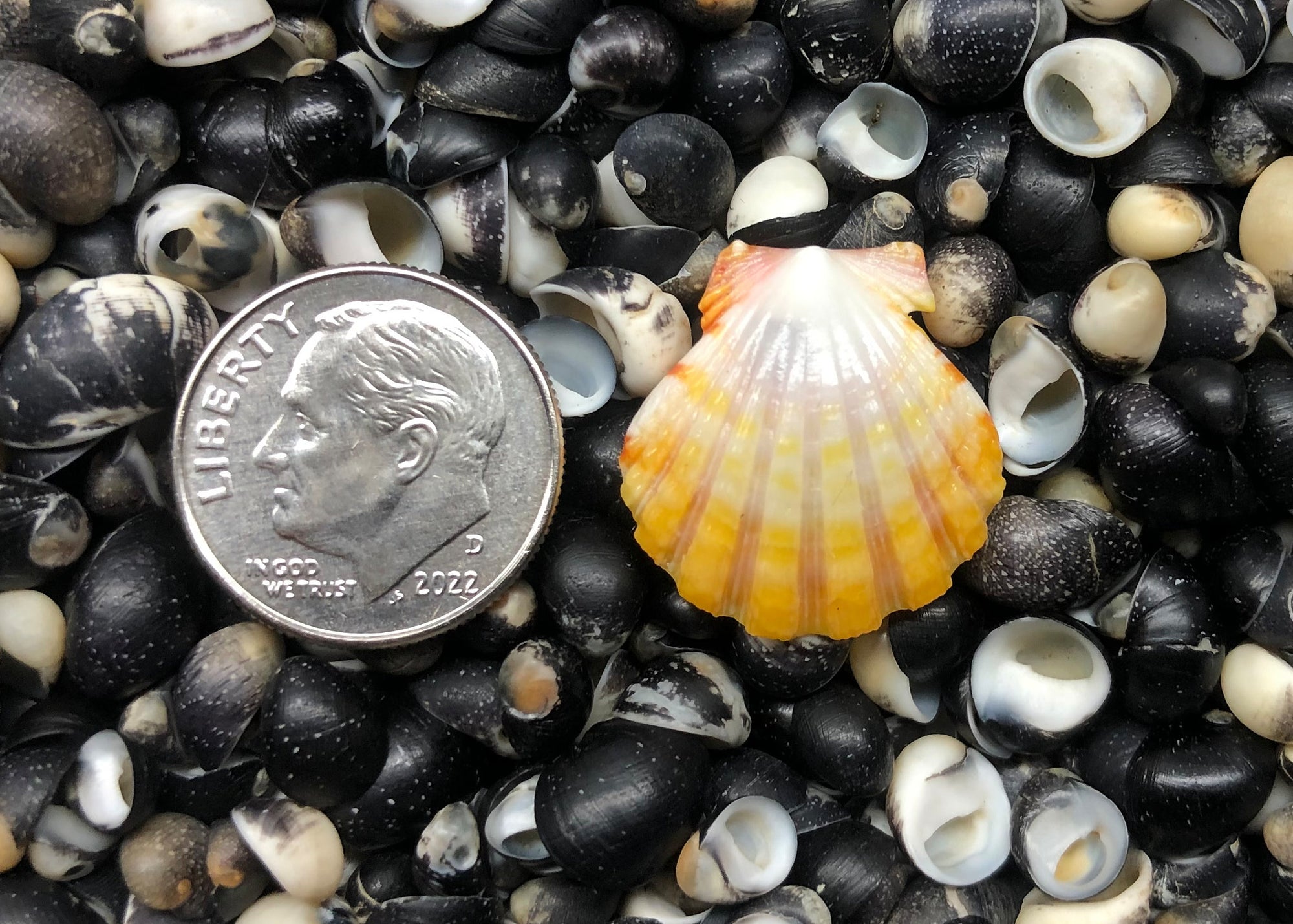 0469 single sunrise shell