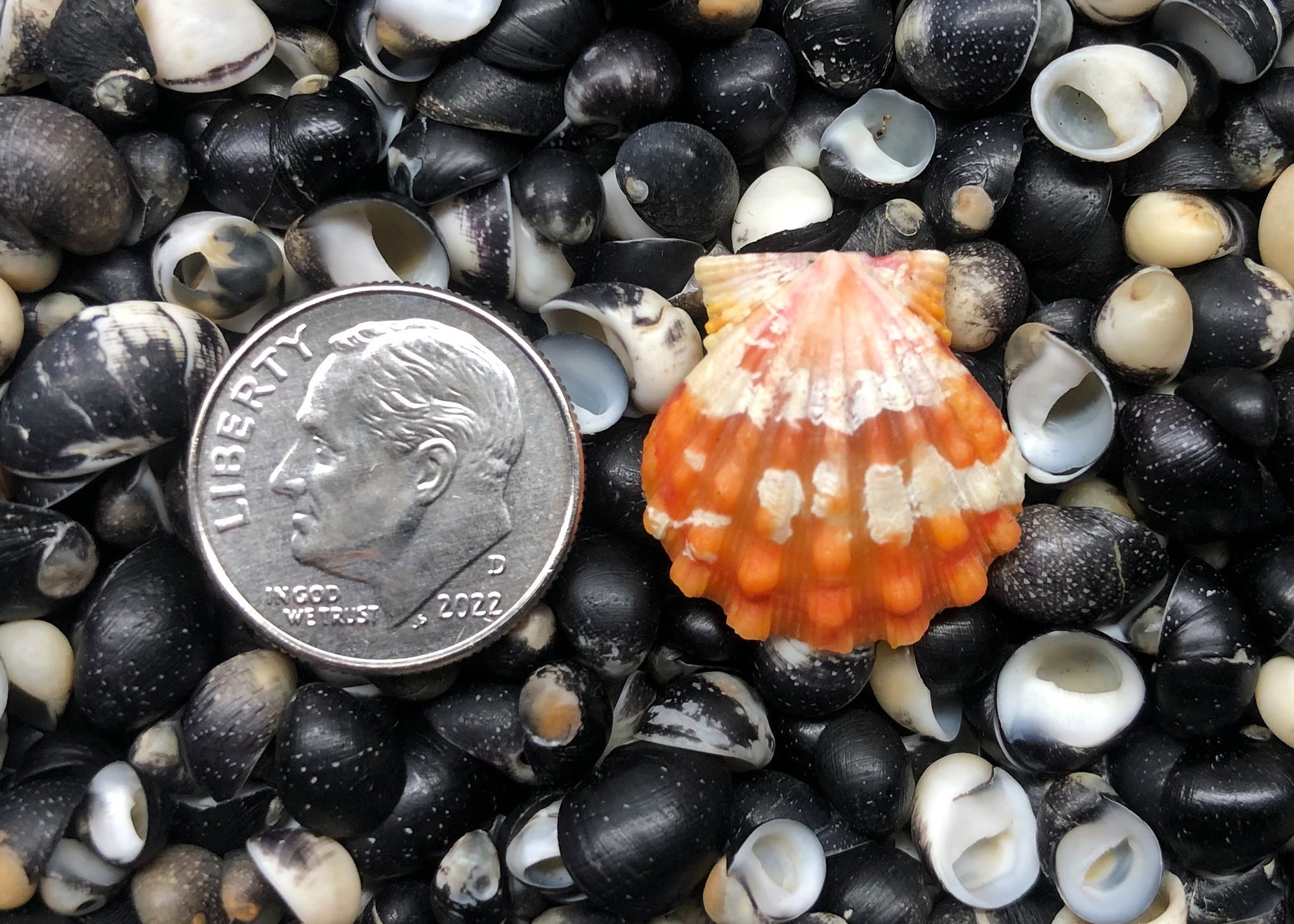 0470 single sunrise shell