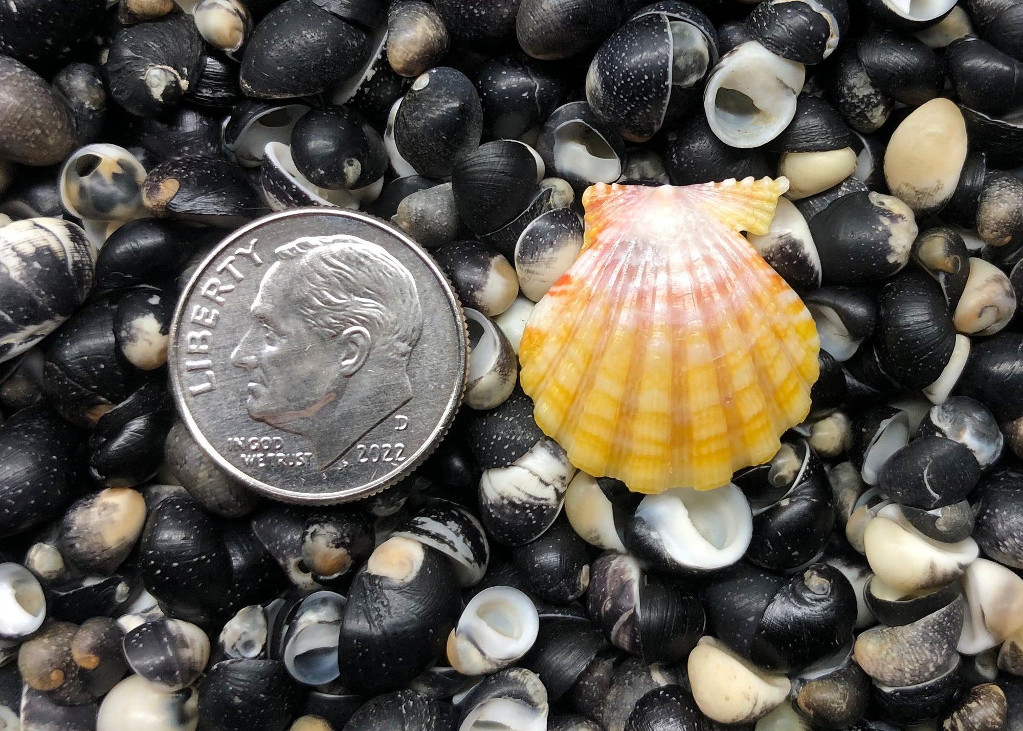 0471 single sunrise shell