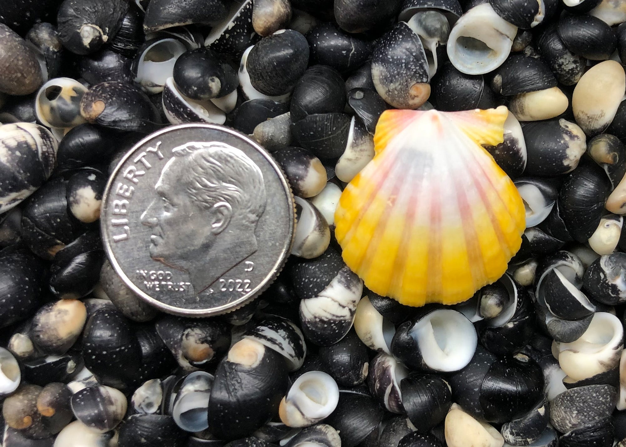 0474 single sunrise shell