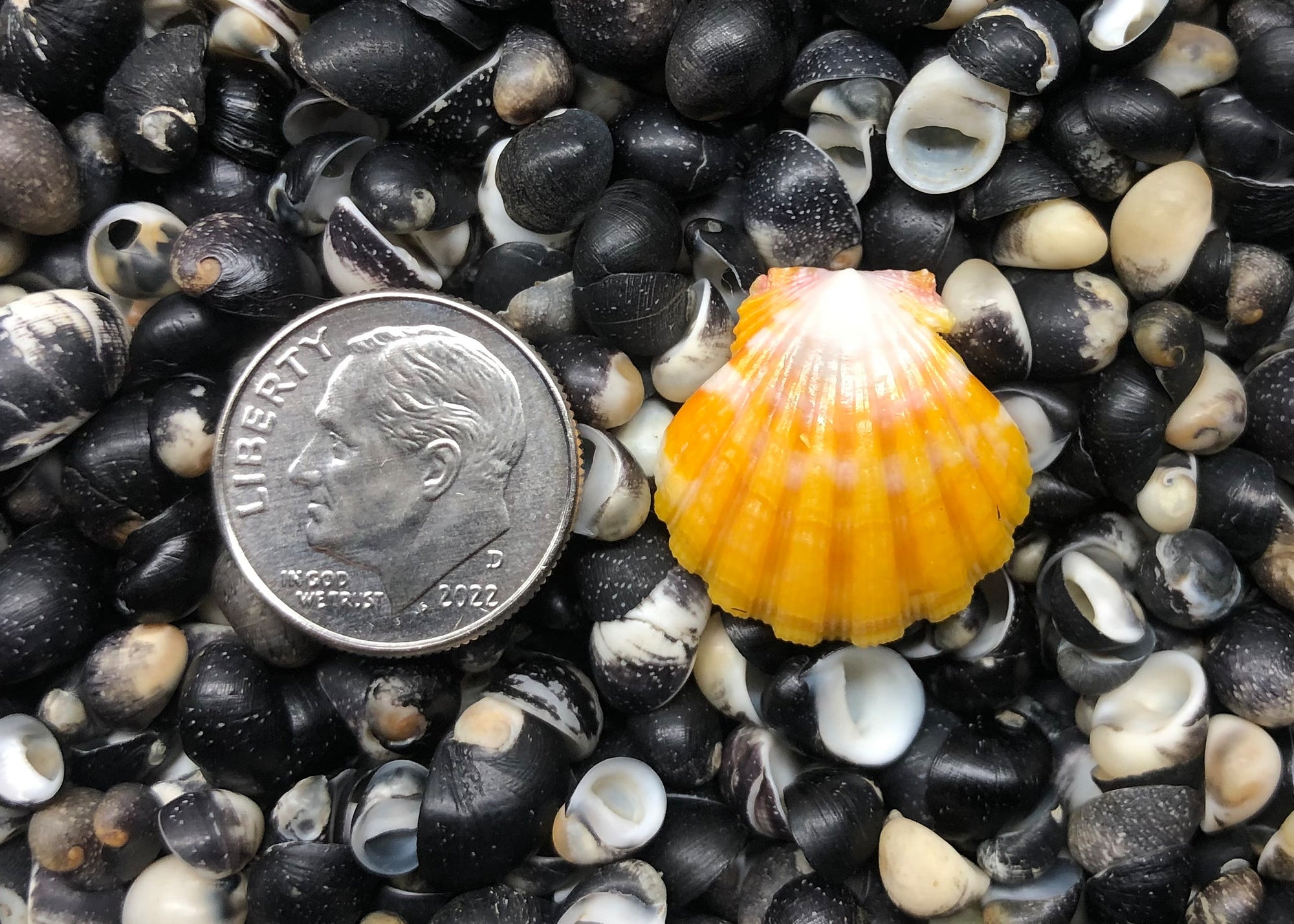 0475 single sunrise shell