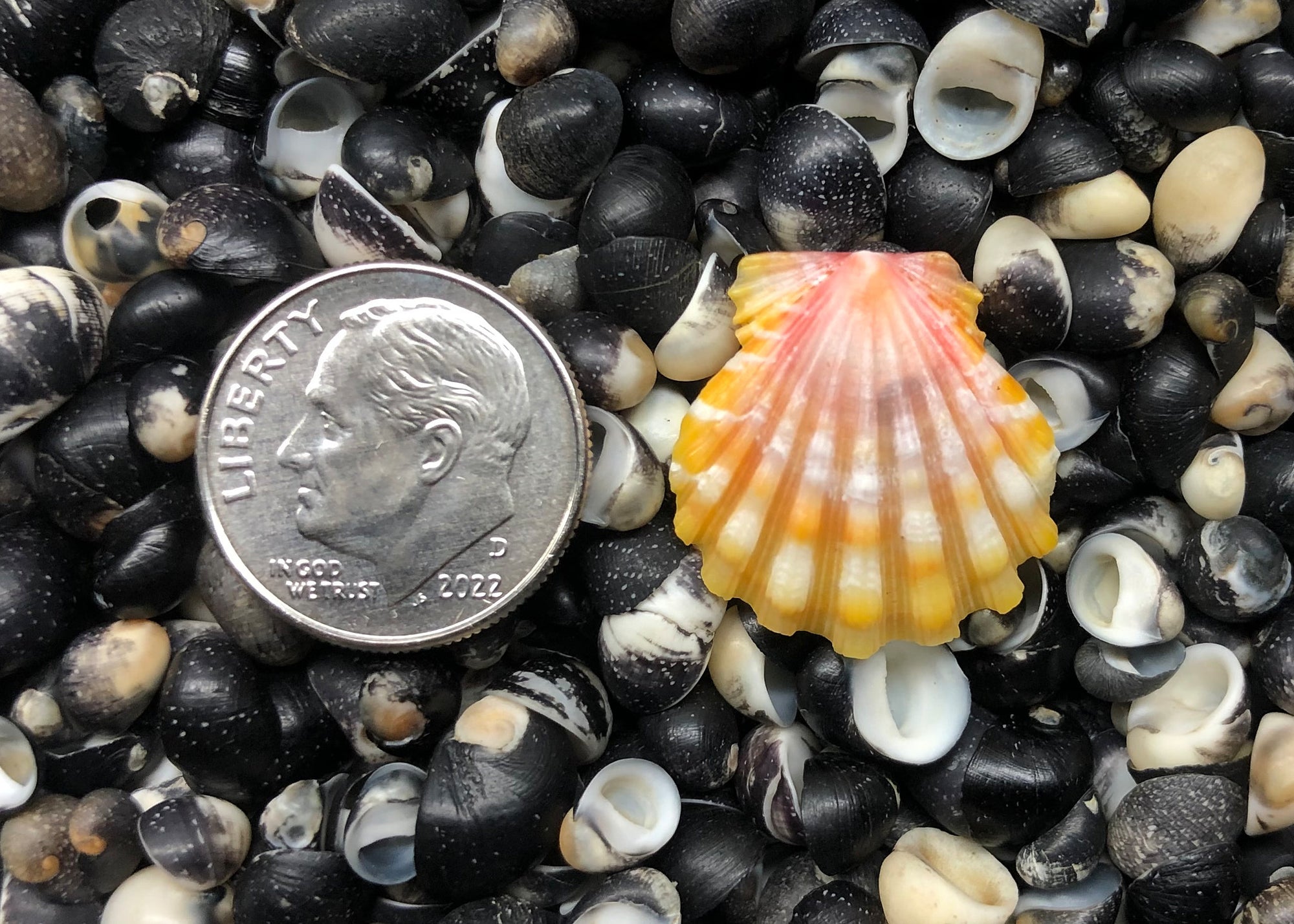 0477 single sunrise shell