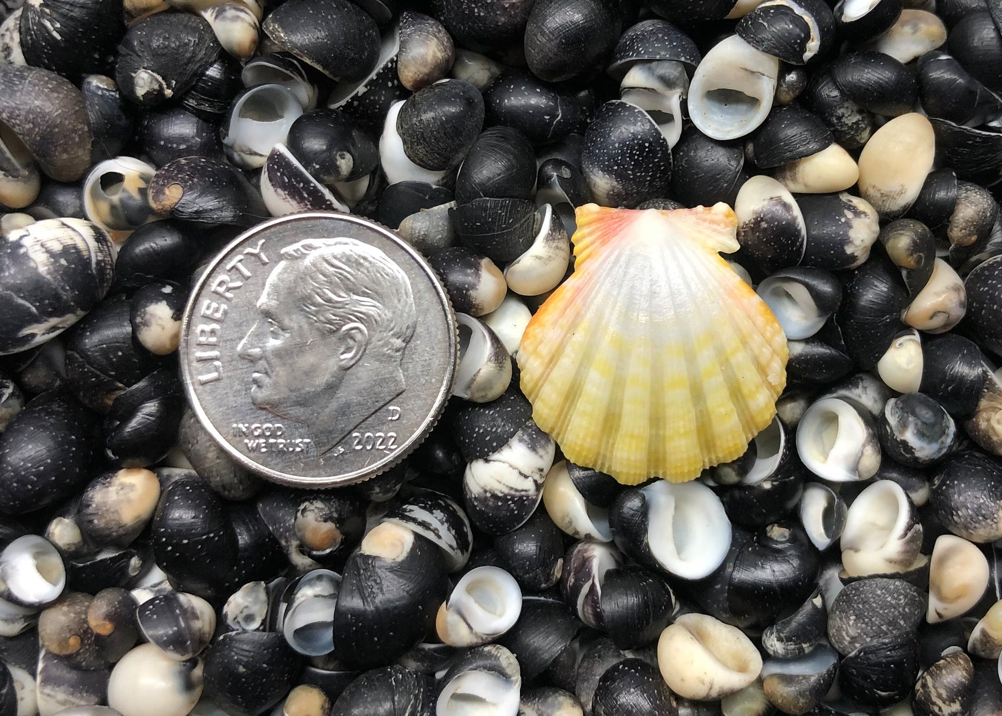 0480 single sunrise shell