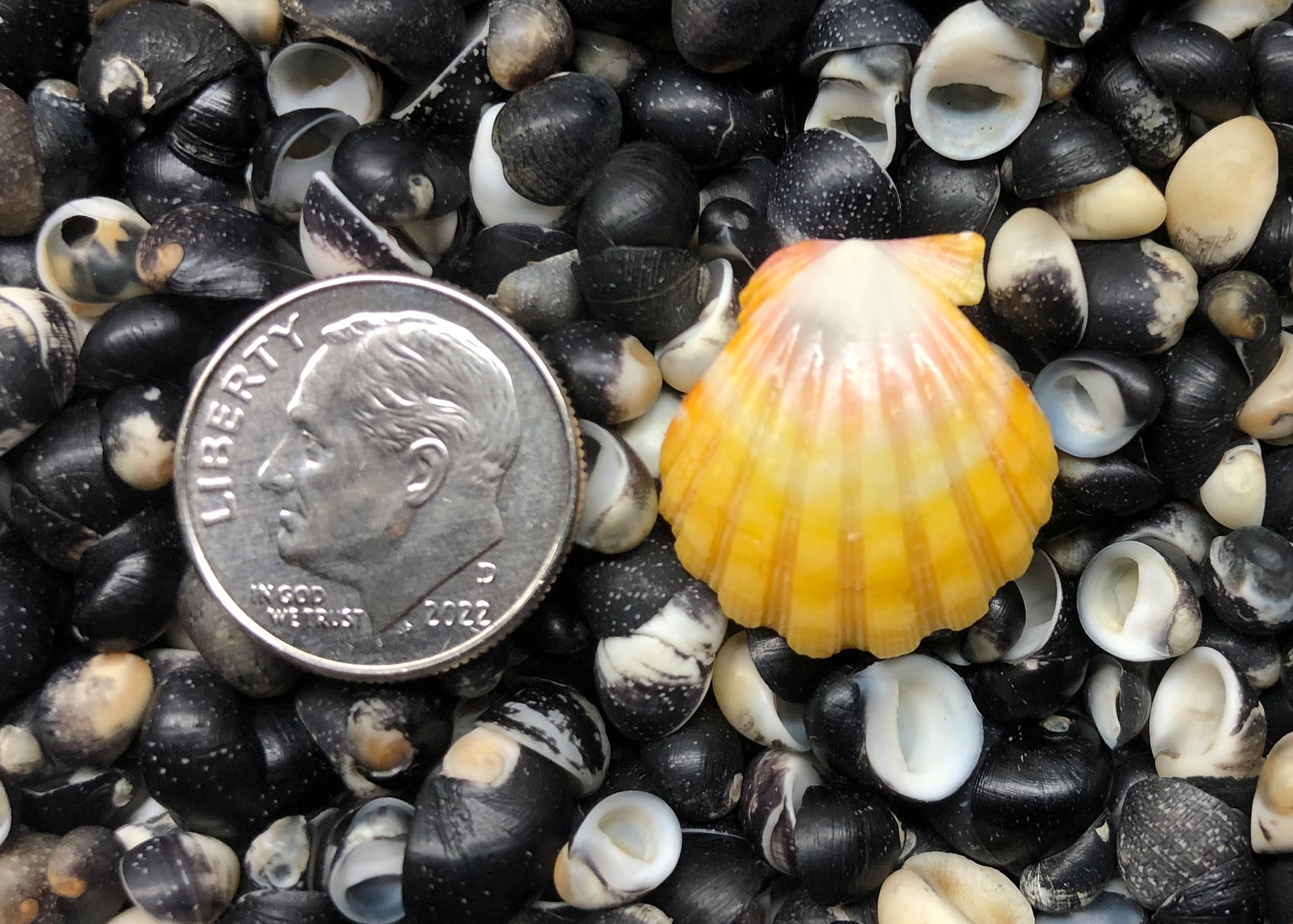 0481 single sunrise shell