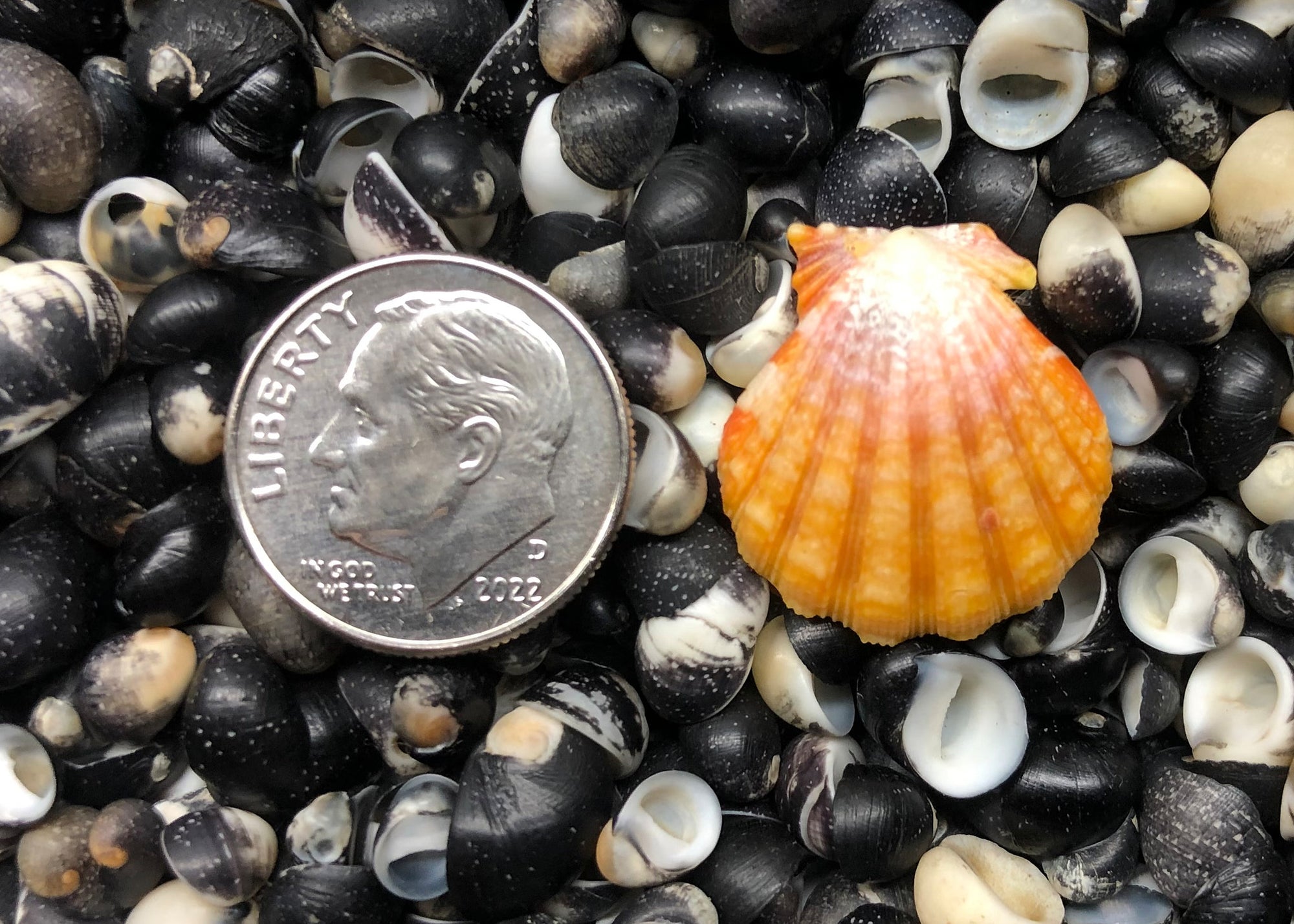 0483 single sunrise shell