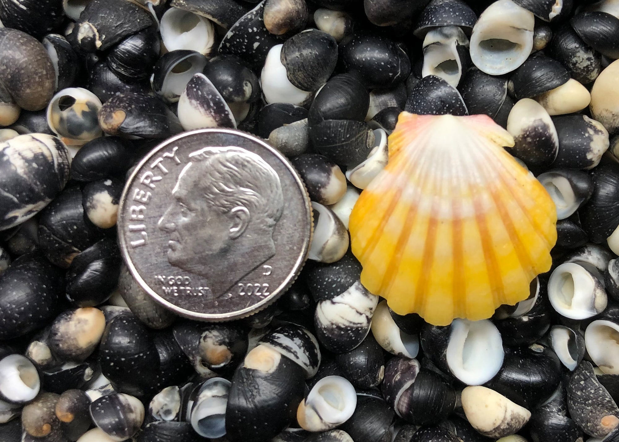 0485 single sunrise shell