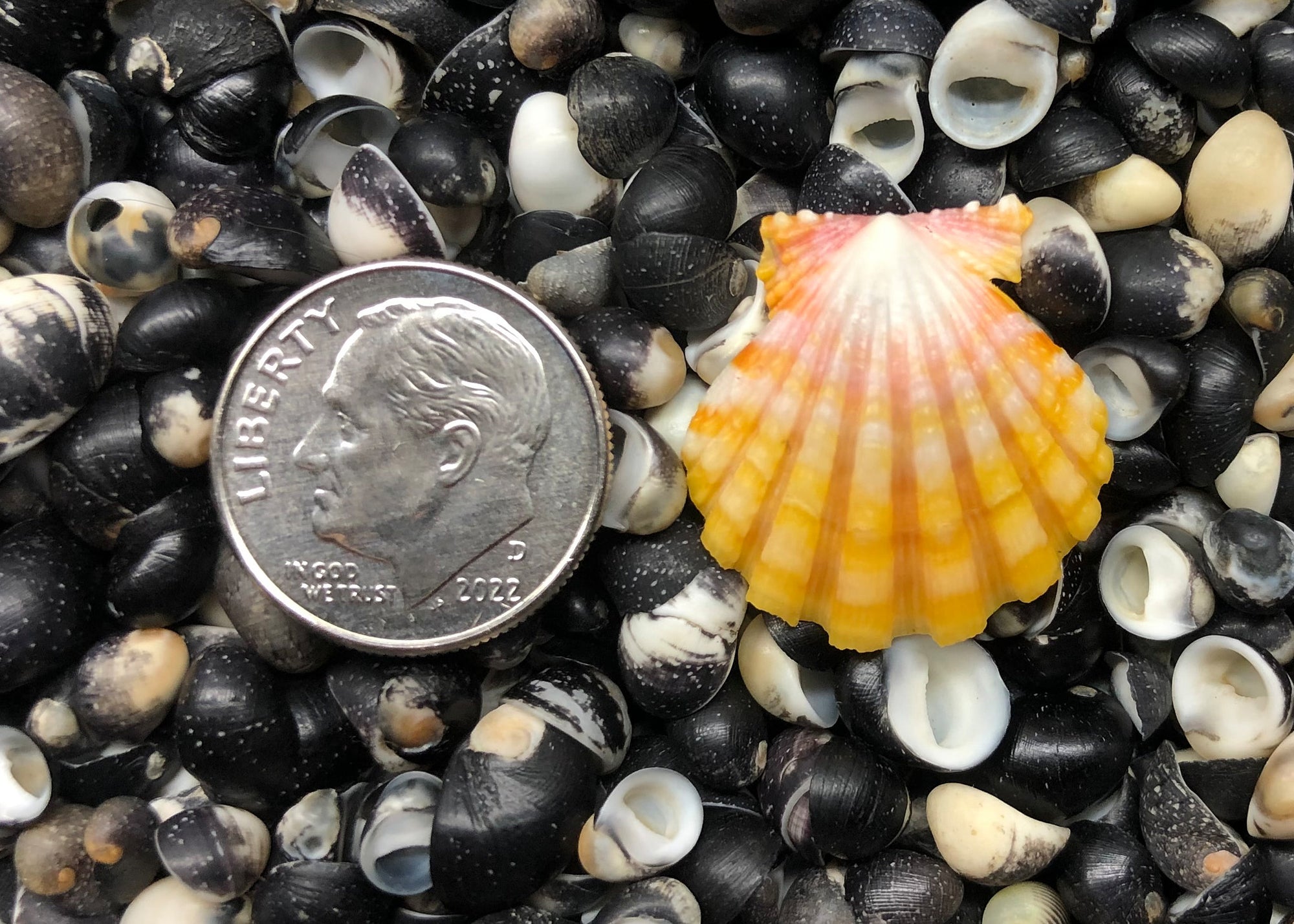 0486 single sunrise shell