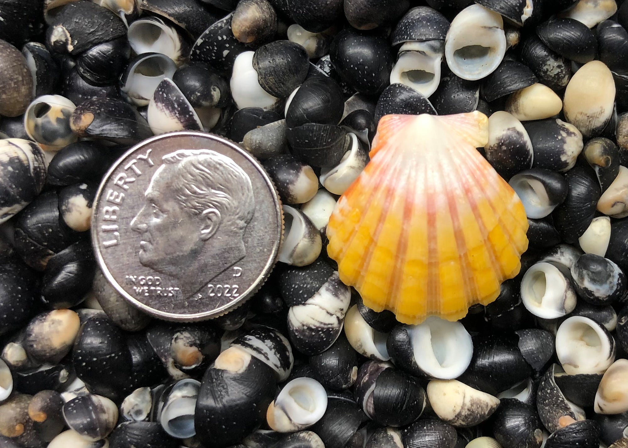 0487 single sunrise shell