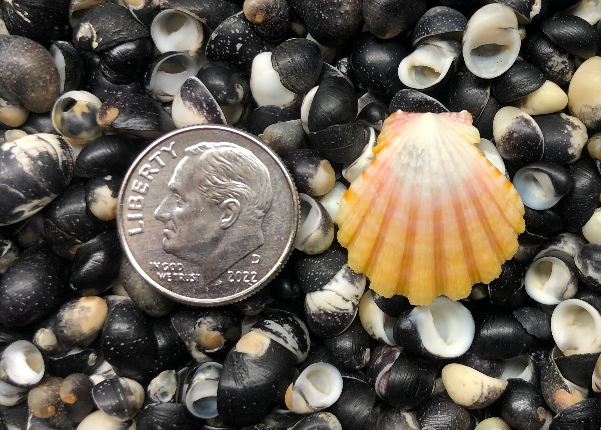 0489 single sunrise shell