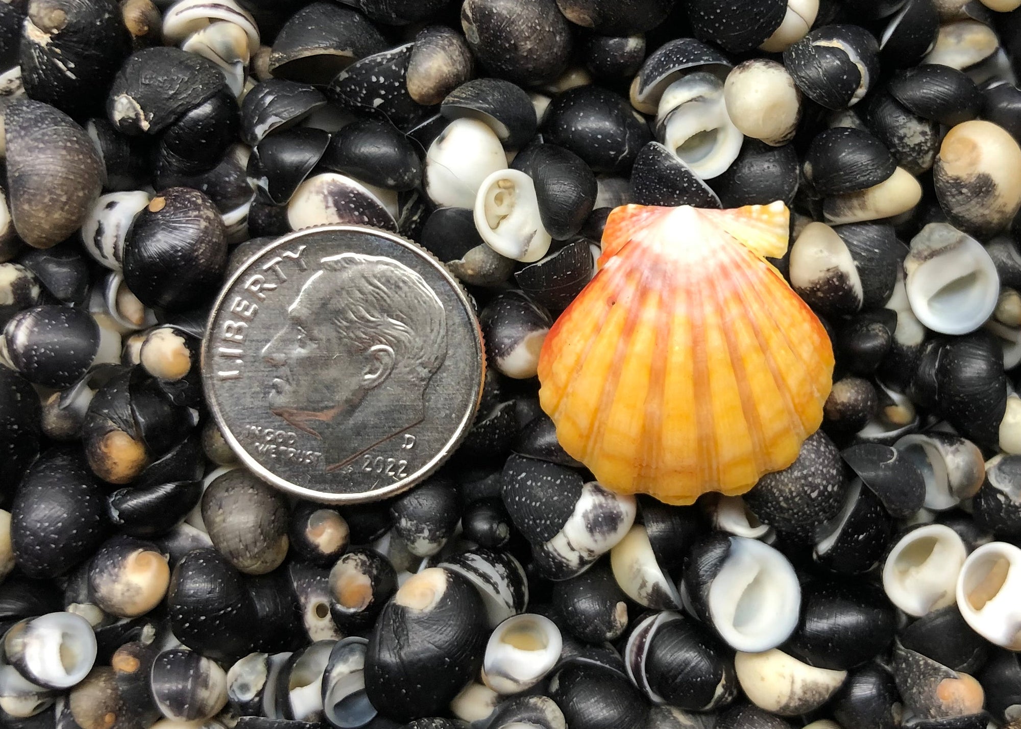 0491 single sunrise shell