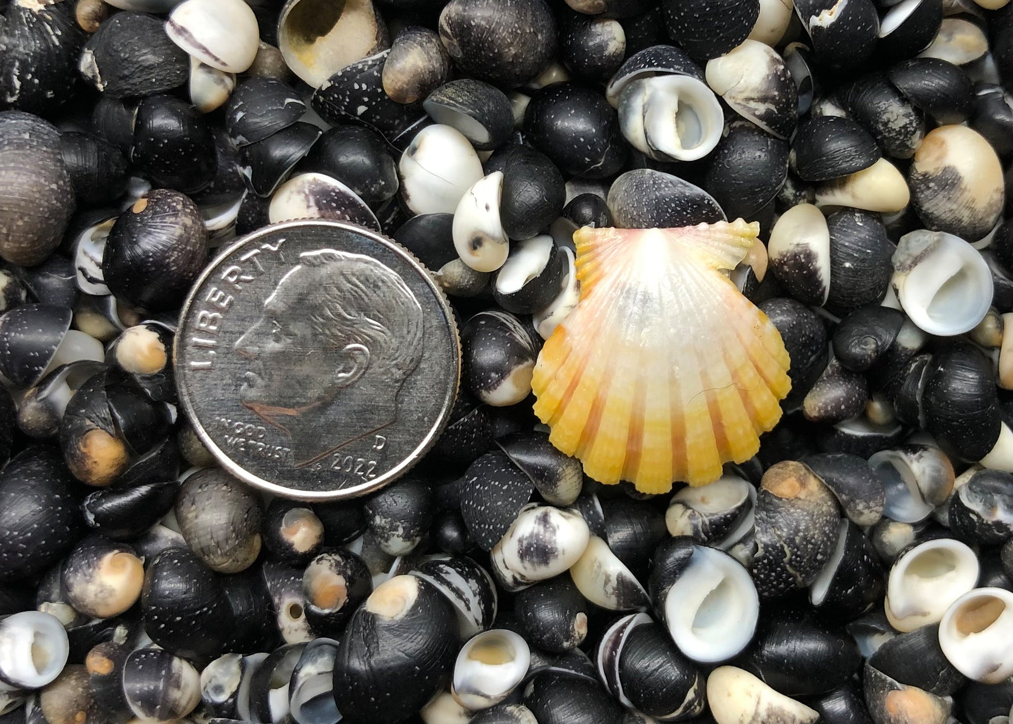 0497 single sunrise shell