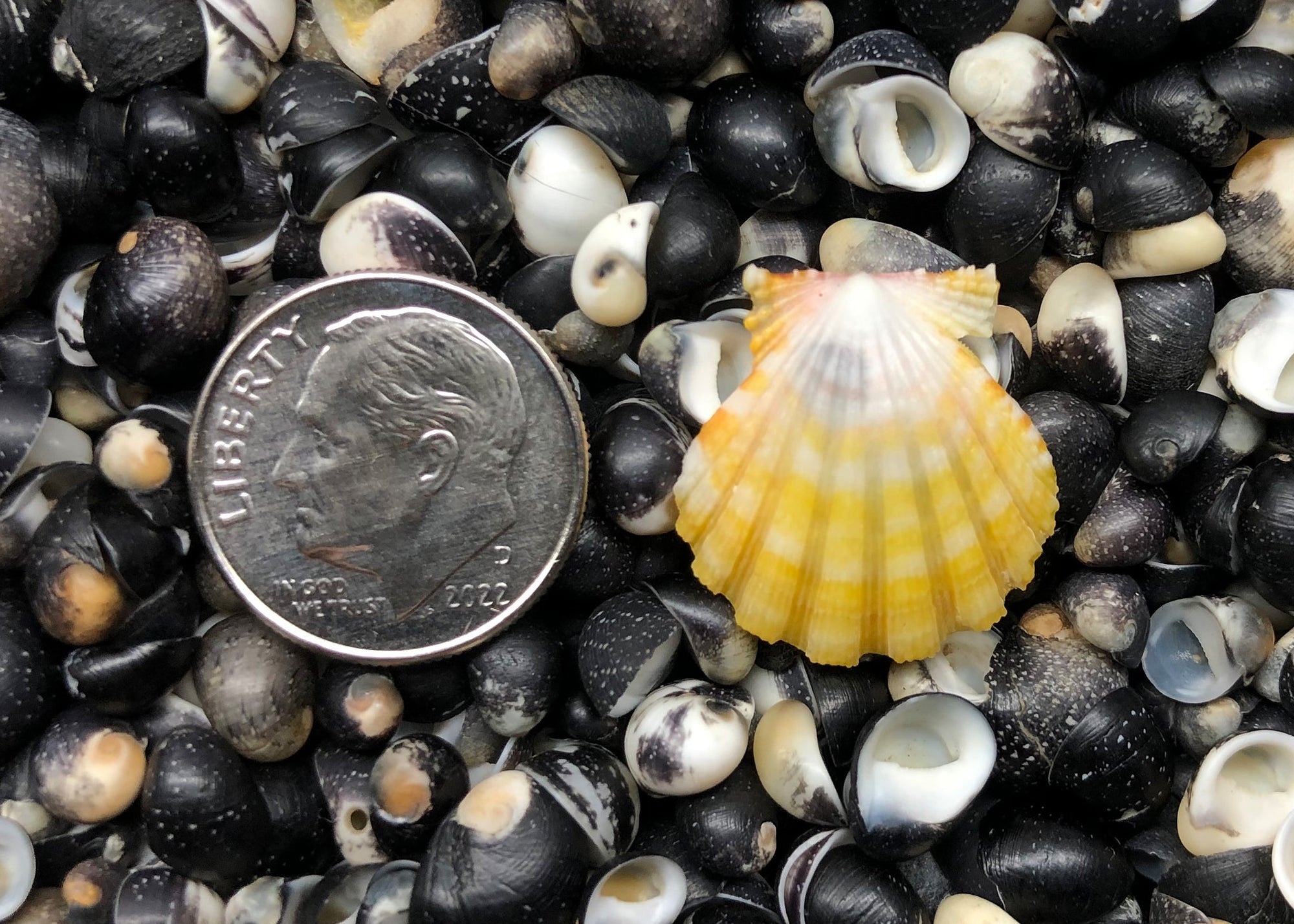 0499 single sunrise shell