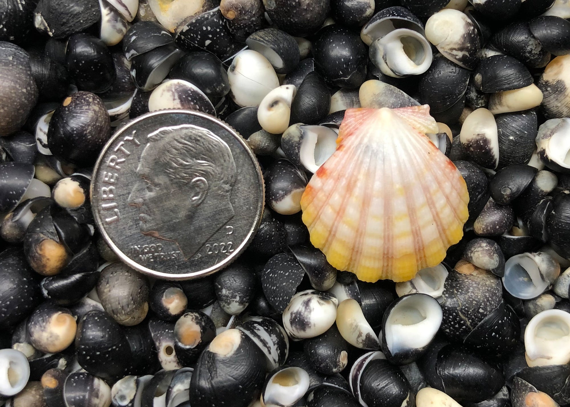 0500 single sunrise shell