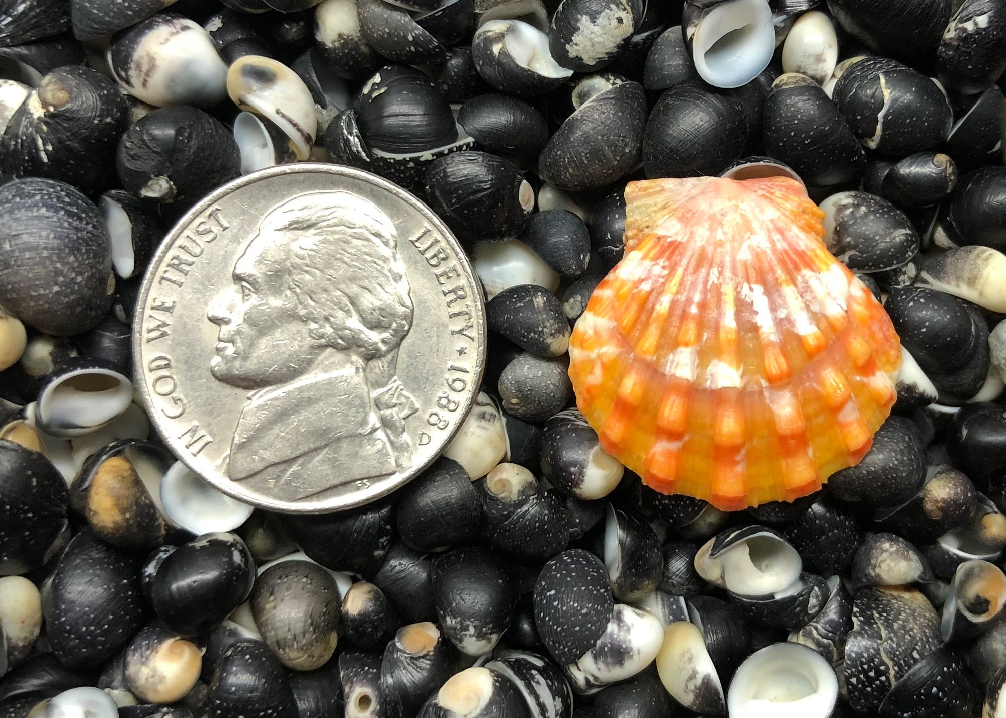 0501 single sunrise shell