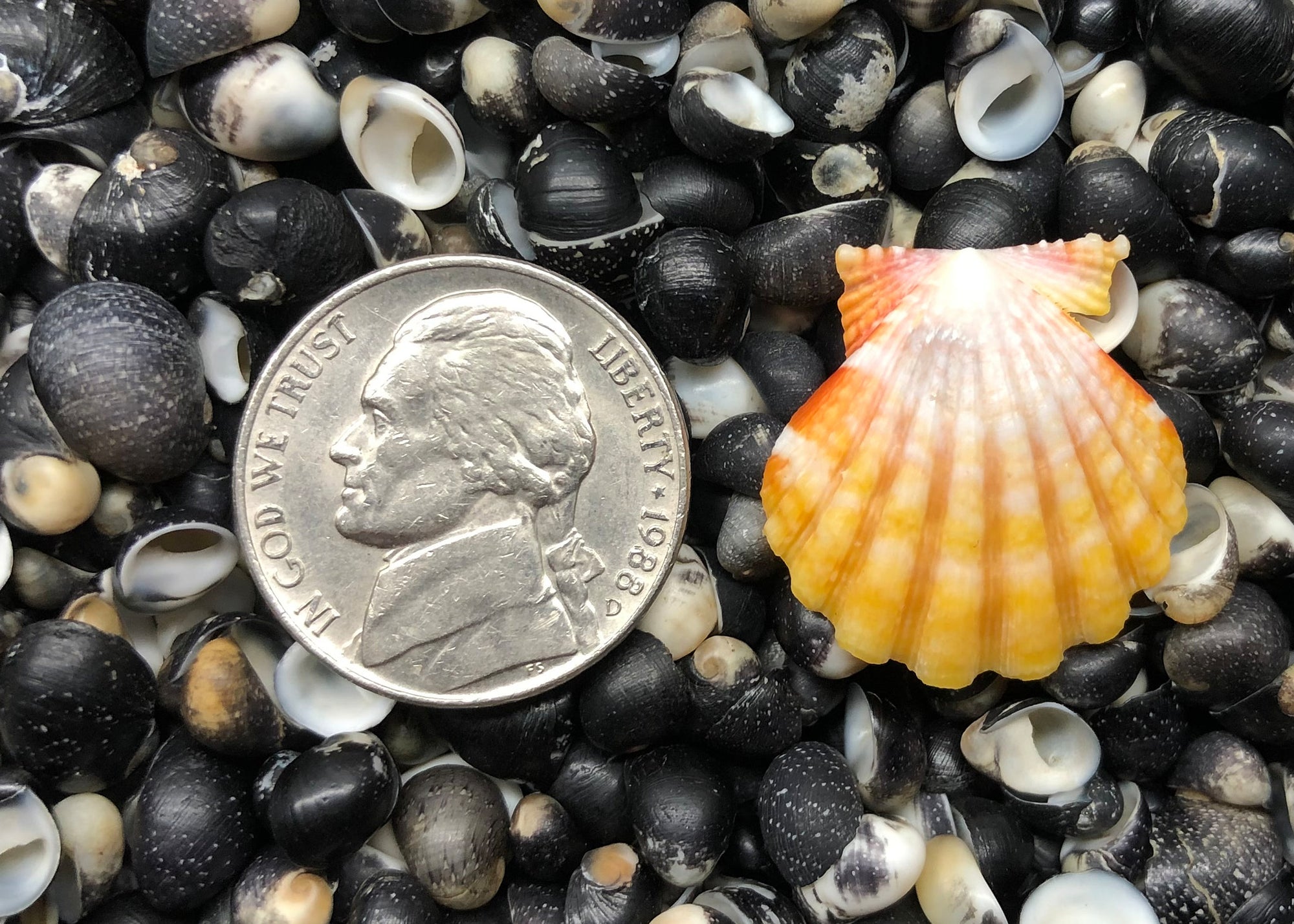 0503 single sunrise shell