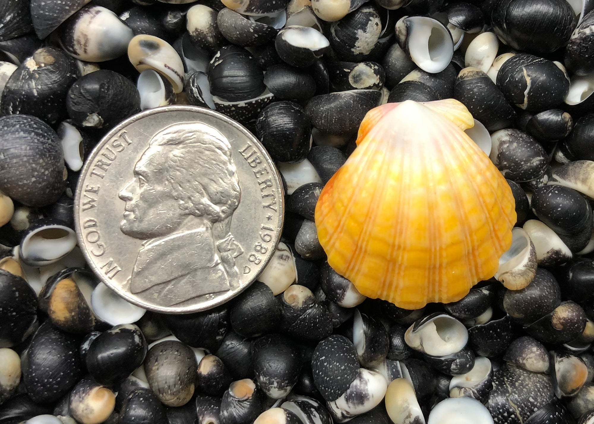 0504 single sunrise shell