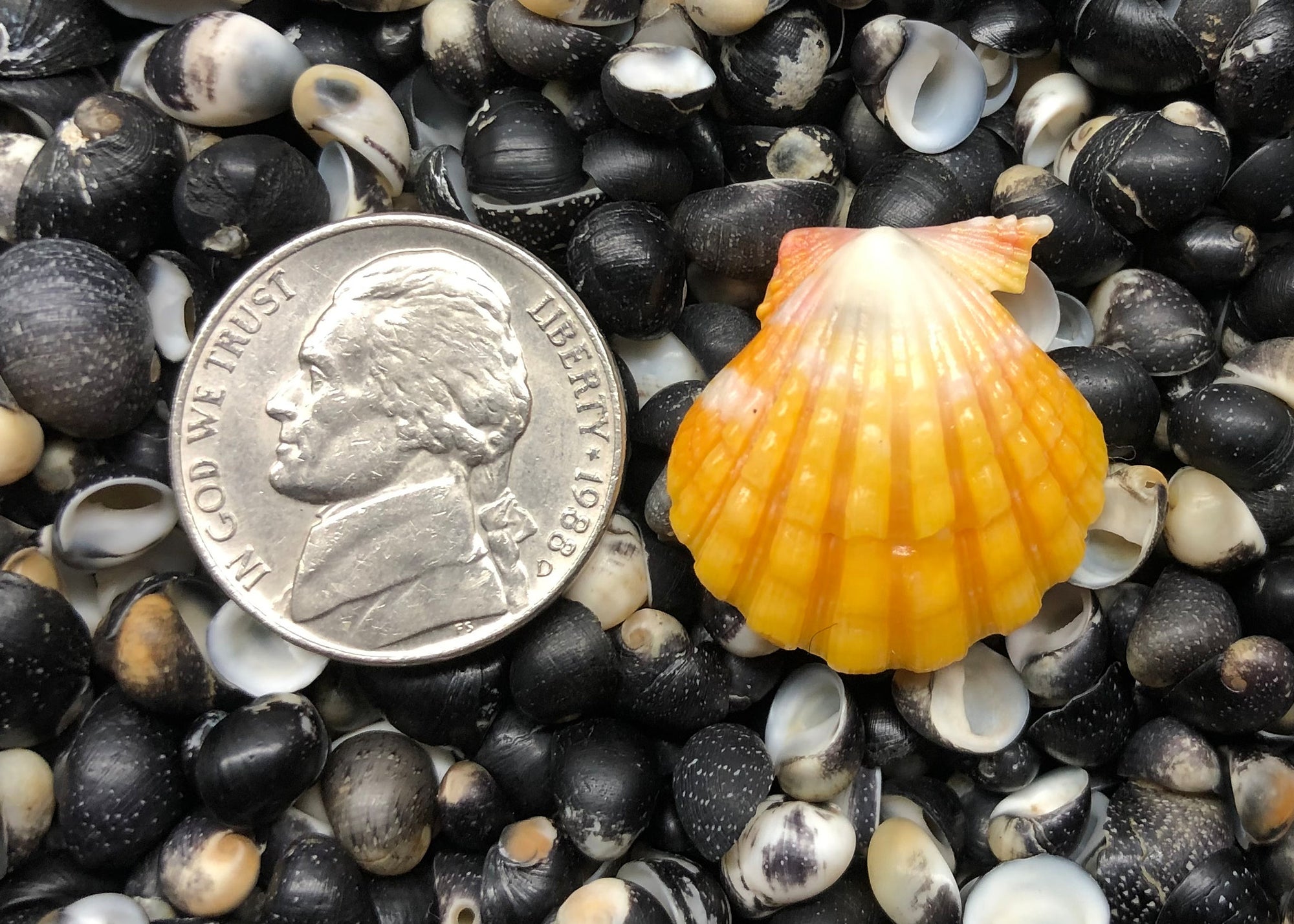 0505 single single shell