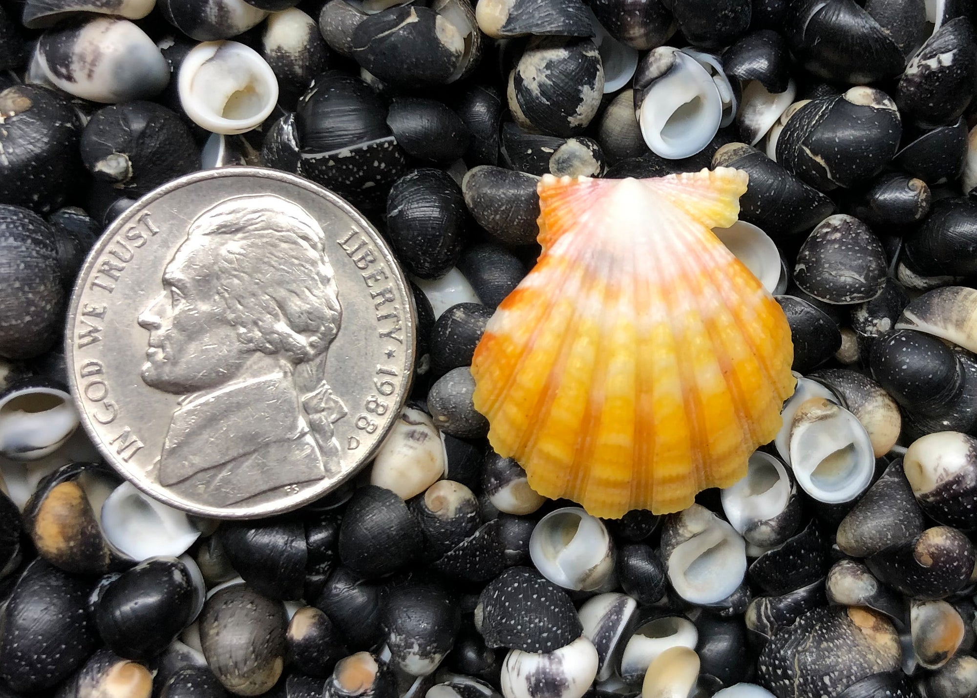 0512 single sunrise shell