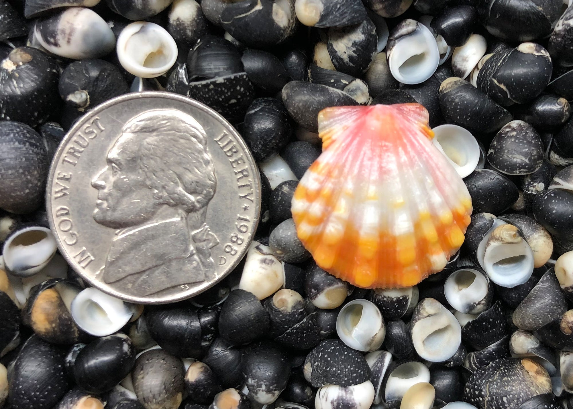 0513 single sunrise sell