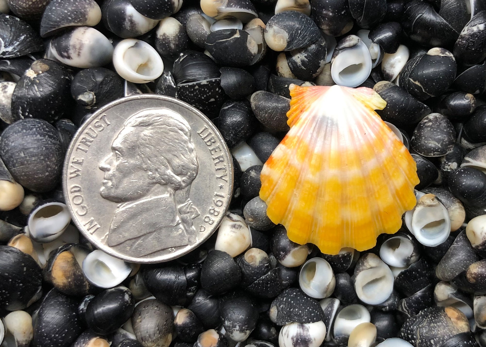 0514 single sunrise shell