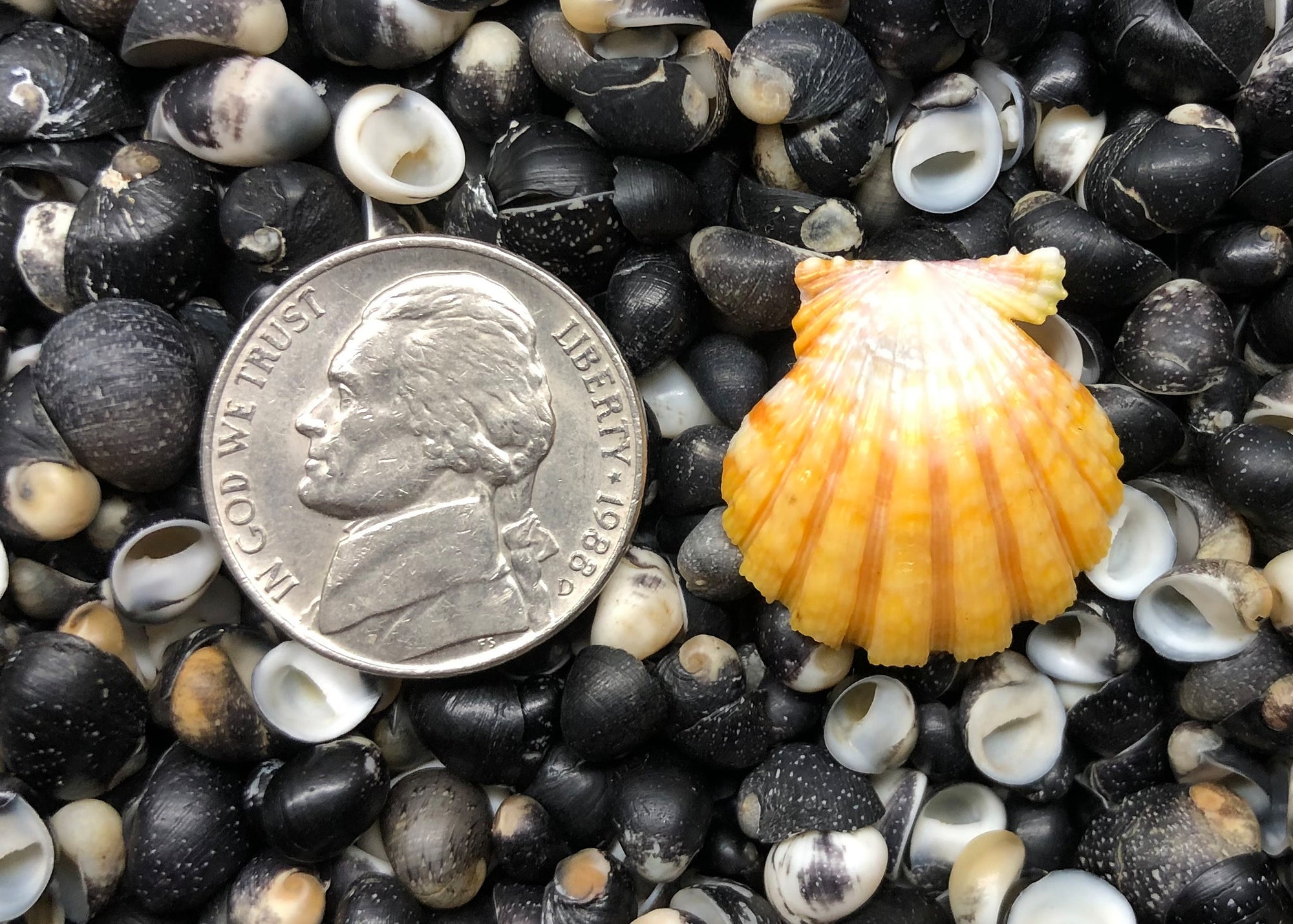 0515 single sunrise shell