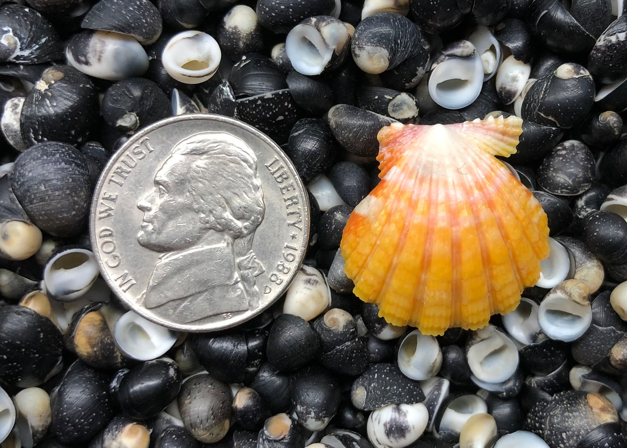 0521 single sunrise shell