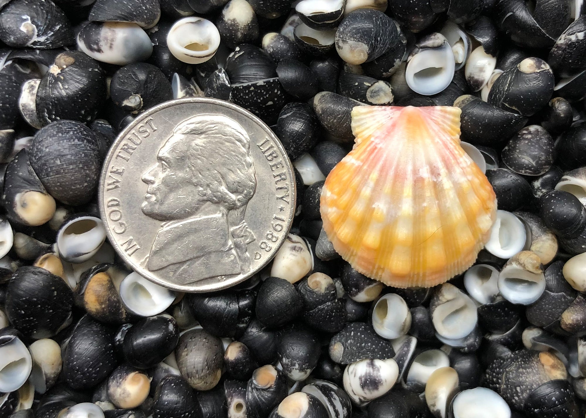 0523 single sunrise shell