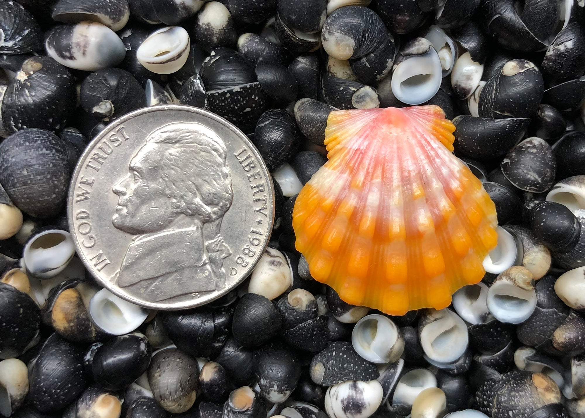 0524 single sunrise shell