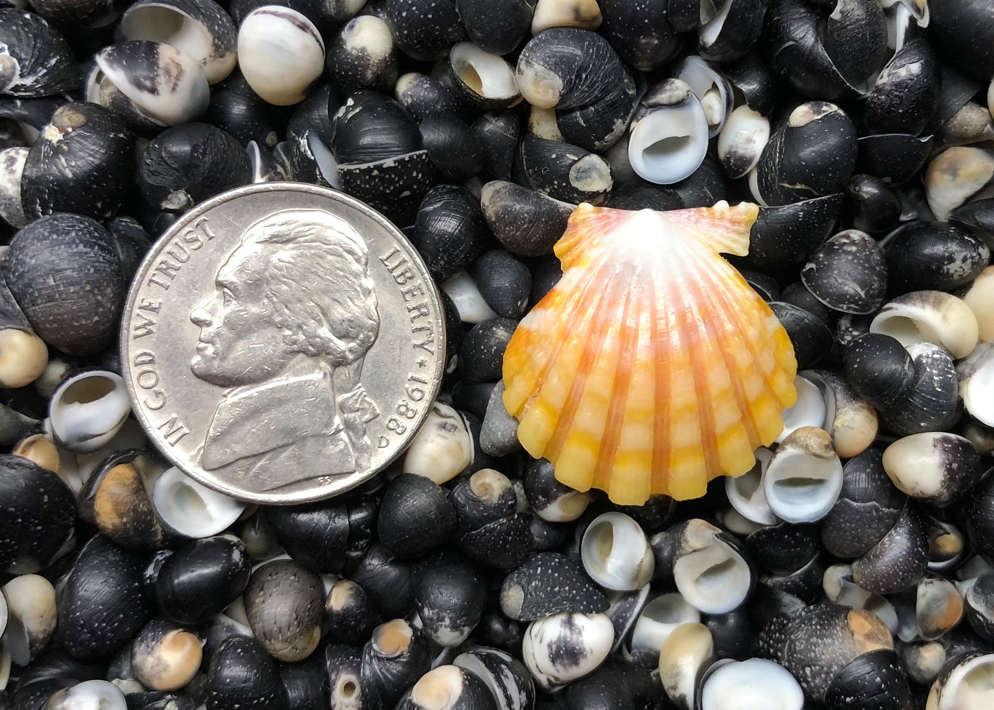 0527 single sunrise shell