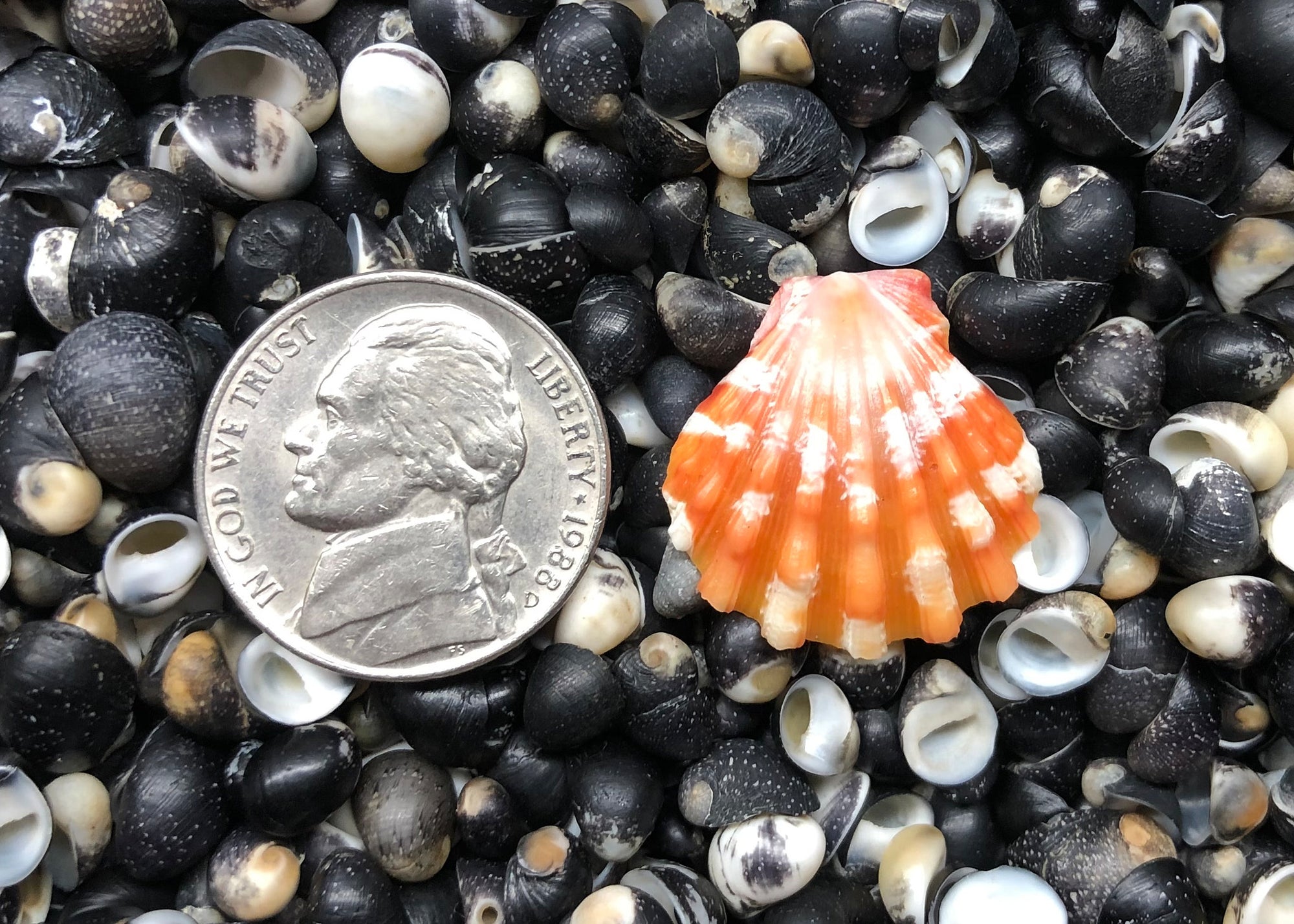 0530 single sunrise shell