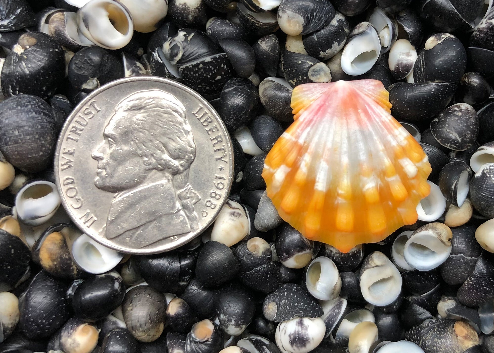 0532 single sunrise shell